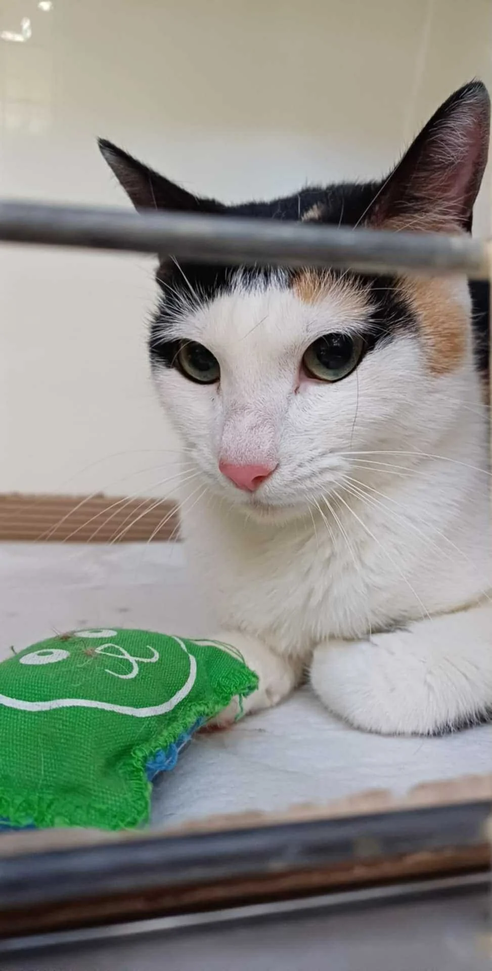 Close-up of a calico cat lying down behind a metal cage, with a green toy in front of it.