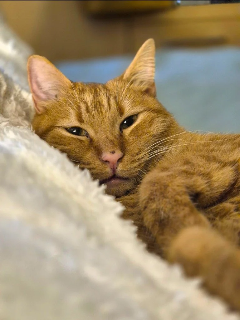 Frederick, November 2025