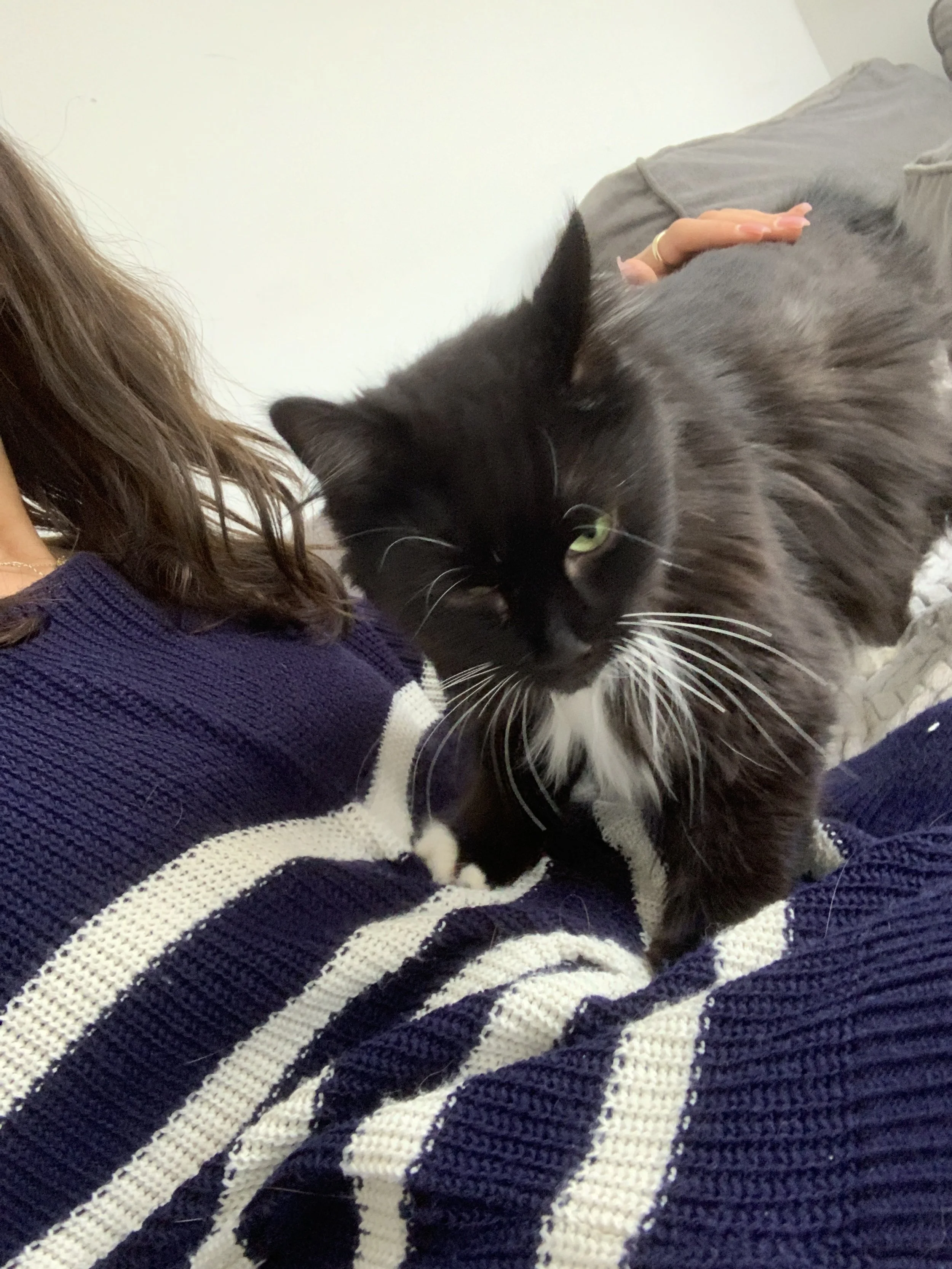 A black and white cat resting on a person's chest, who is wearing a striped navy and white sweater.