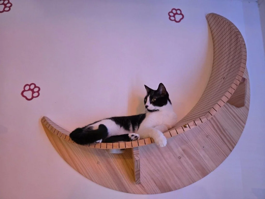 Holly, November 2025