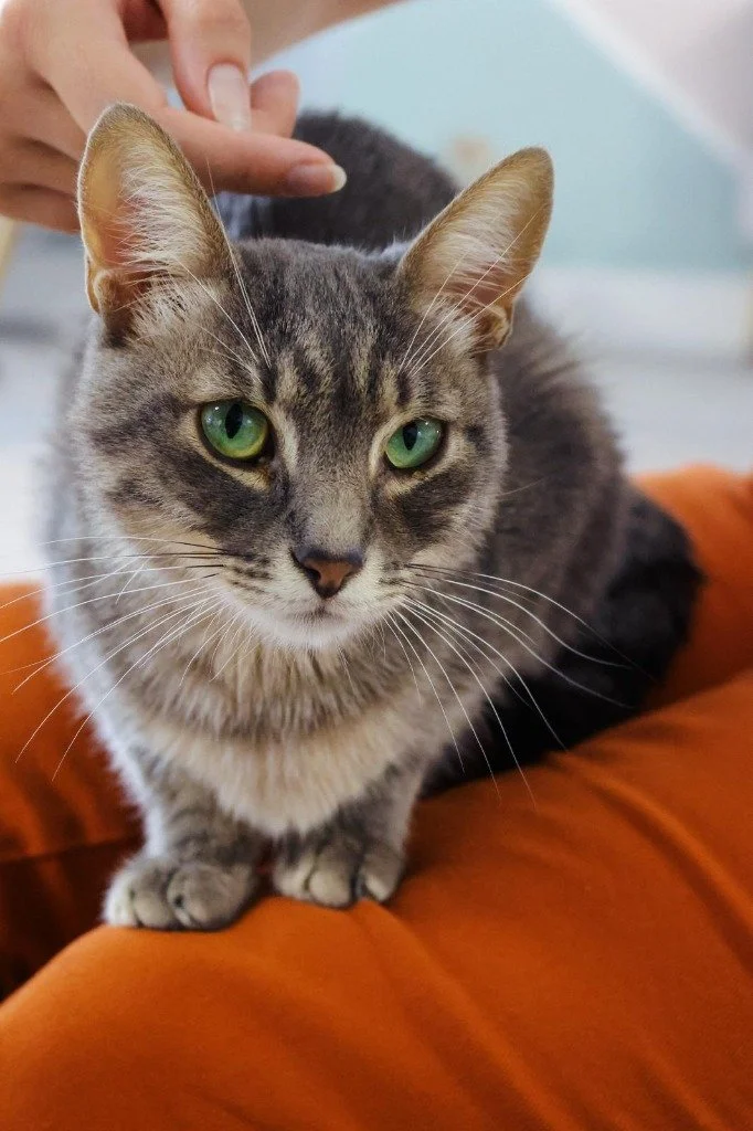 Louie, December 2025