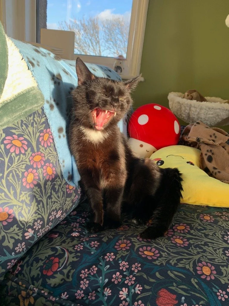 Truffle, March 2026