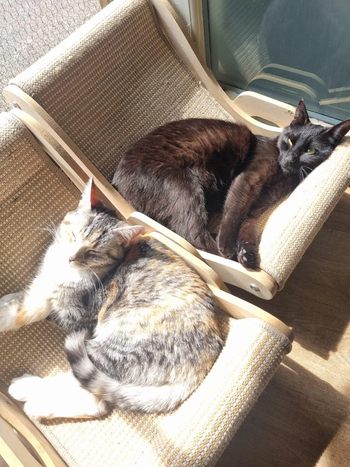 Two cats resting on a woven fabric chair near a window, one black and one calico.