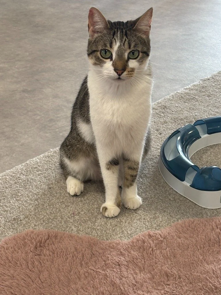 Mocha, April 2026