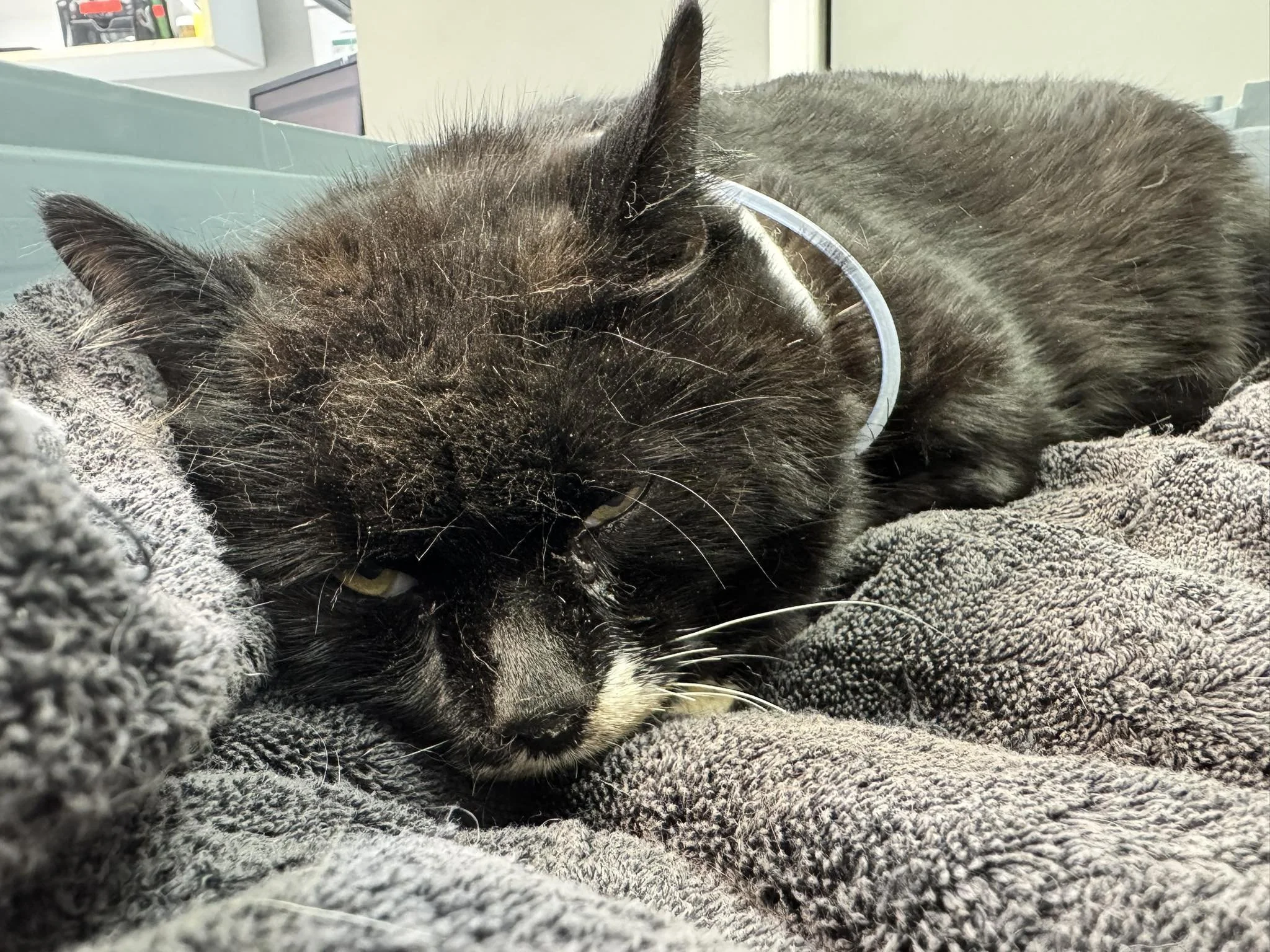 “This Is Preventable” - Charity Speaks Out After Three Cats Left Fighting for Their Lives