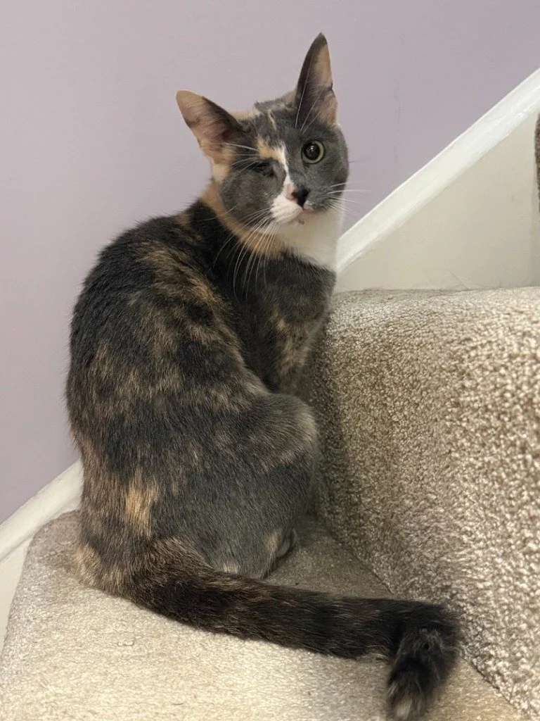 Misti, December 2025