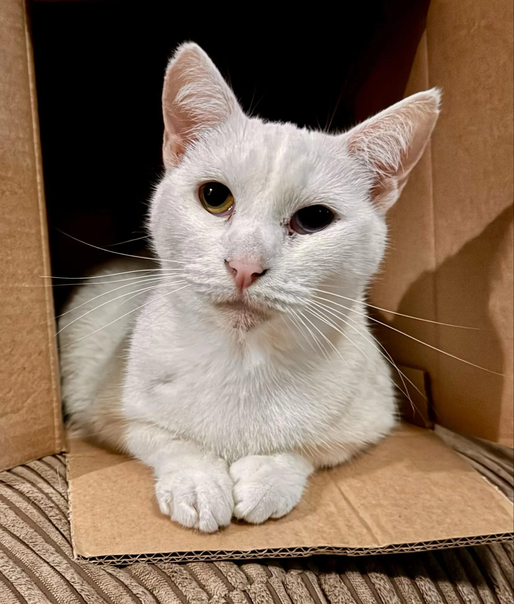 White cat with heterochromatic eyes, resting in a cardboard box on a striped fabric surface.