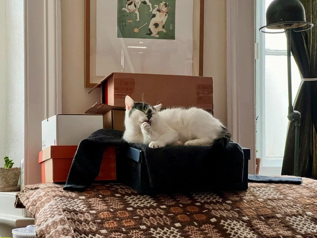 A white and black cat lying on its side on a black box, surrounded by cardboard boxes in a well-lit room with a window, a lamp, and a framed picture on the wall.