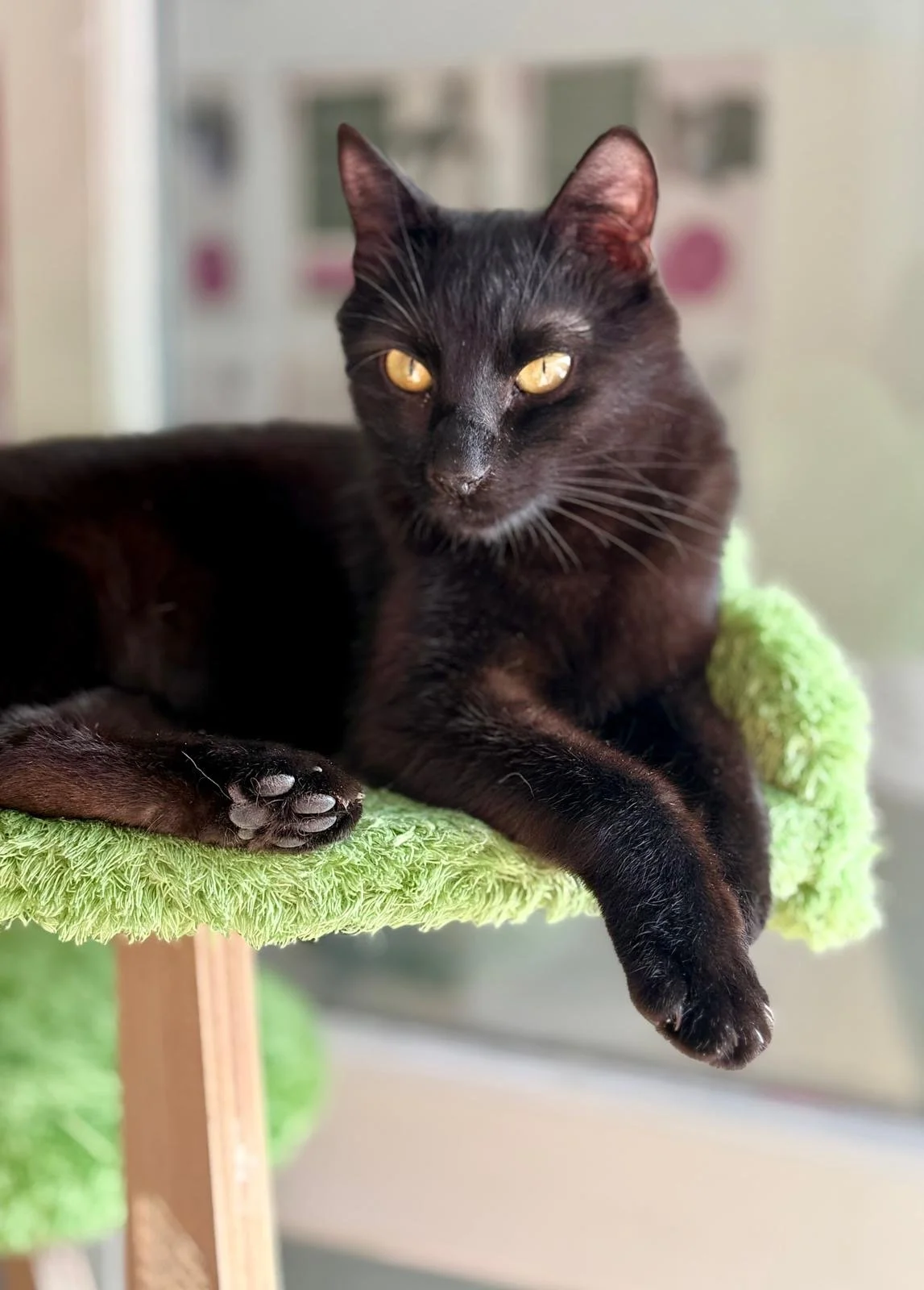 Black cat with yellow eyes lying on a green fluffy bed, looking at the camera.