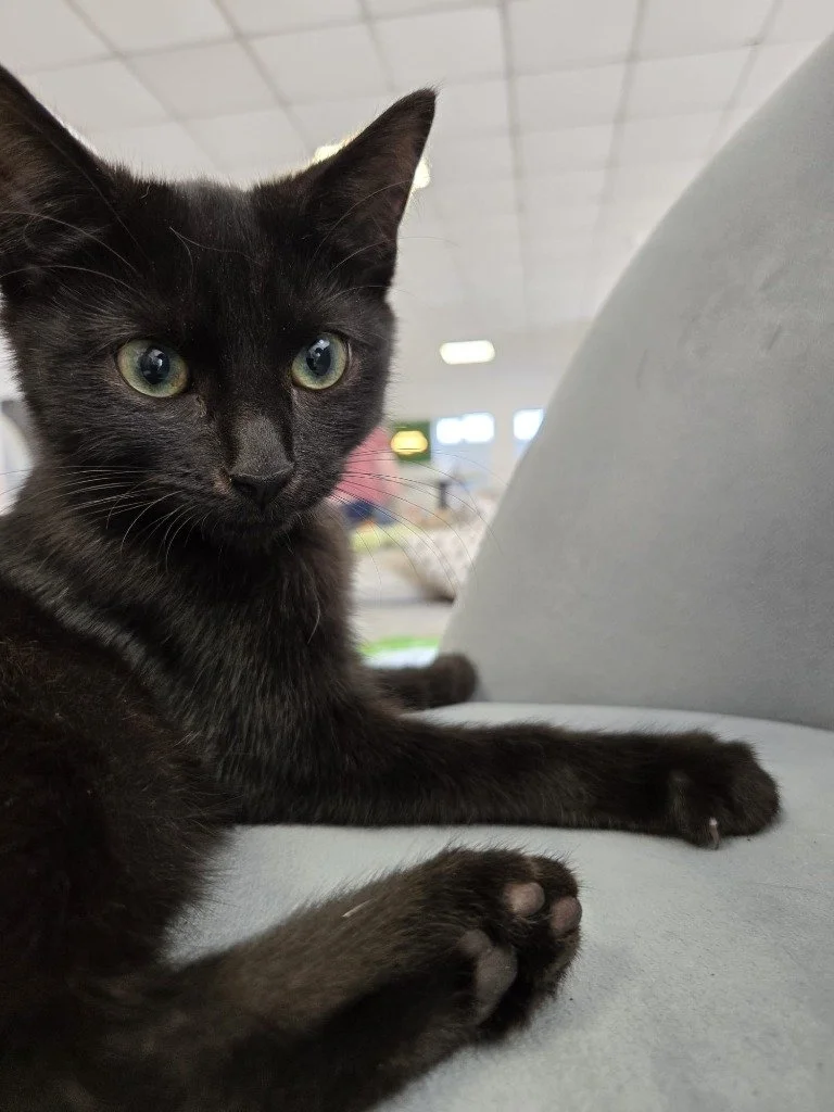 Marmite, February 2026