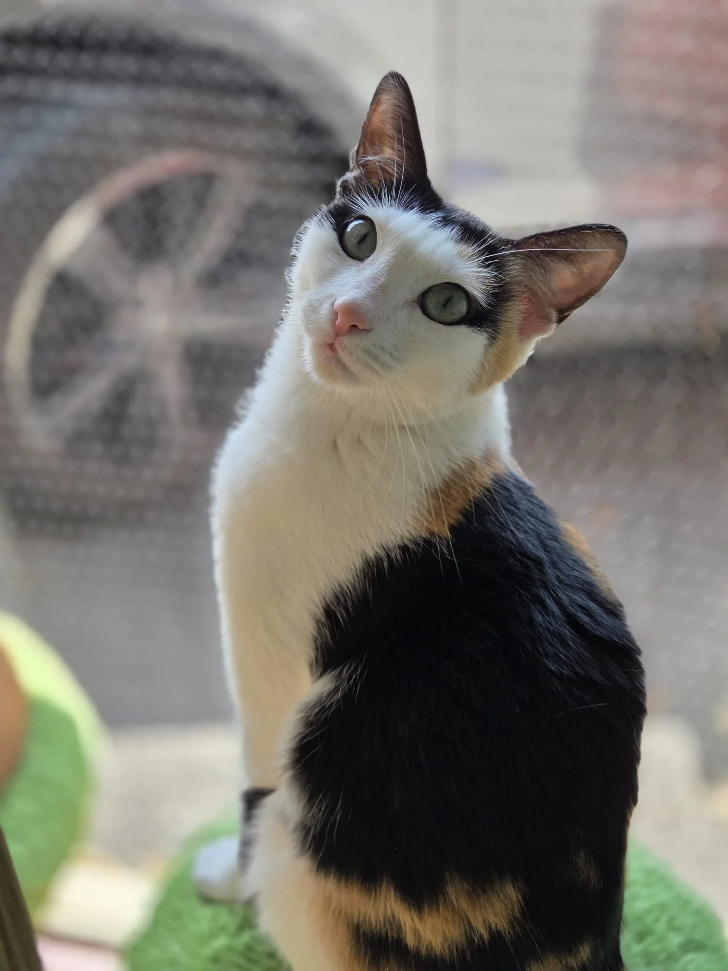 WhatsApp Image 2025-07-30 at 15.01.52 (3).jpeg