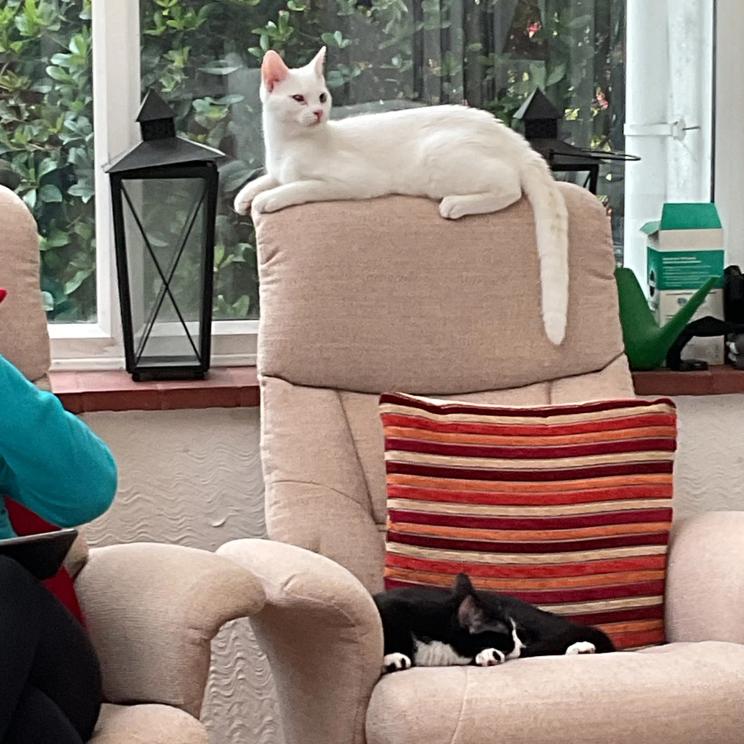 A white cat lying on top of a beige armchair and a black and white cat sleeping in the seat of the armchair inside a room with a large window and green shrubs outside.