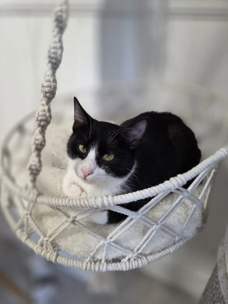 Mango, April 2026