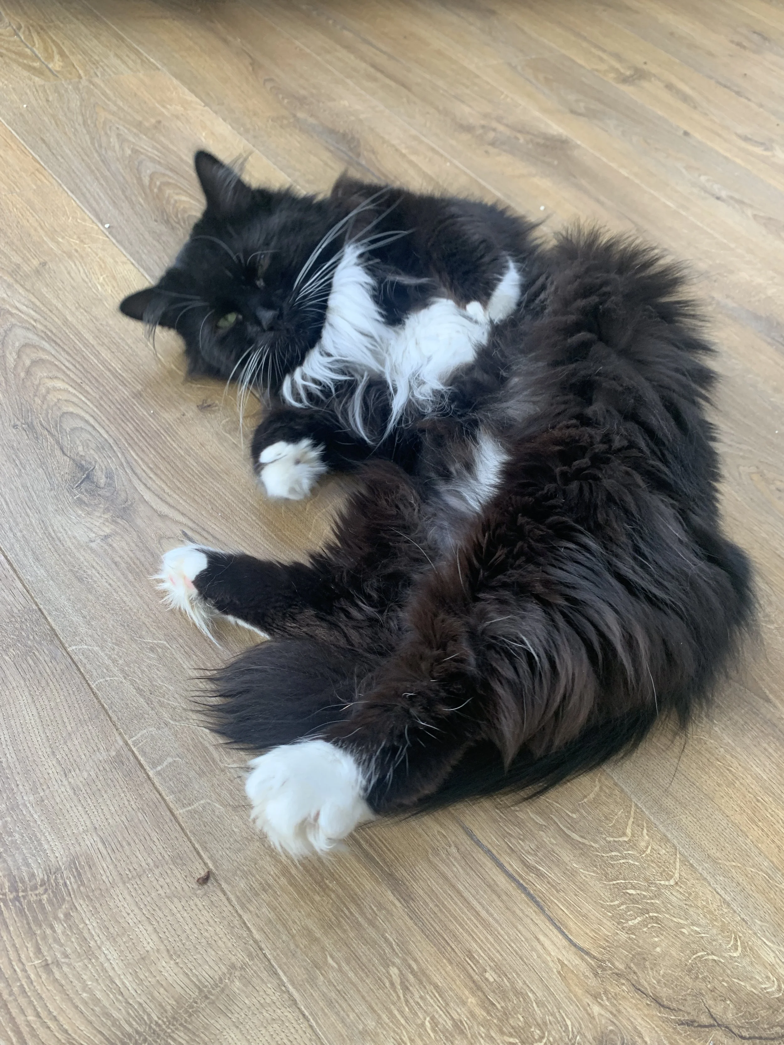 A black and white tuxedo cat lying on a wooden floor with a long-haired black dog, both appearing relaxed and cuddling.