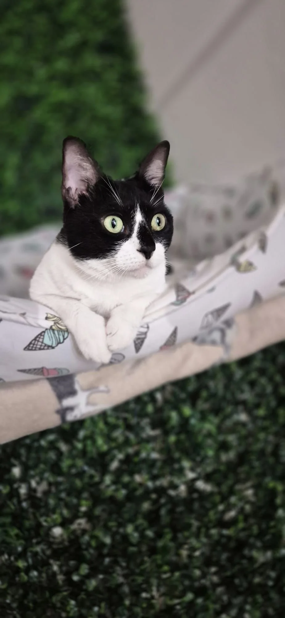 Black and white cat with green eyes lying in a hammock with patterned design, outdoors with grass visible below.