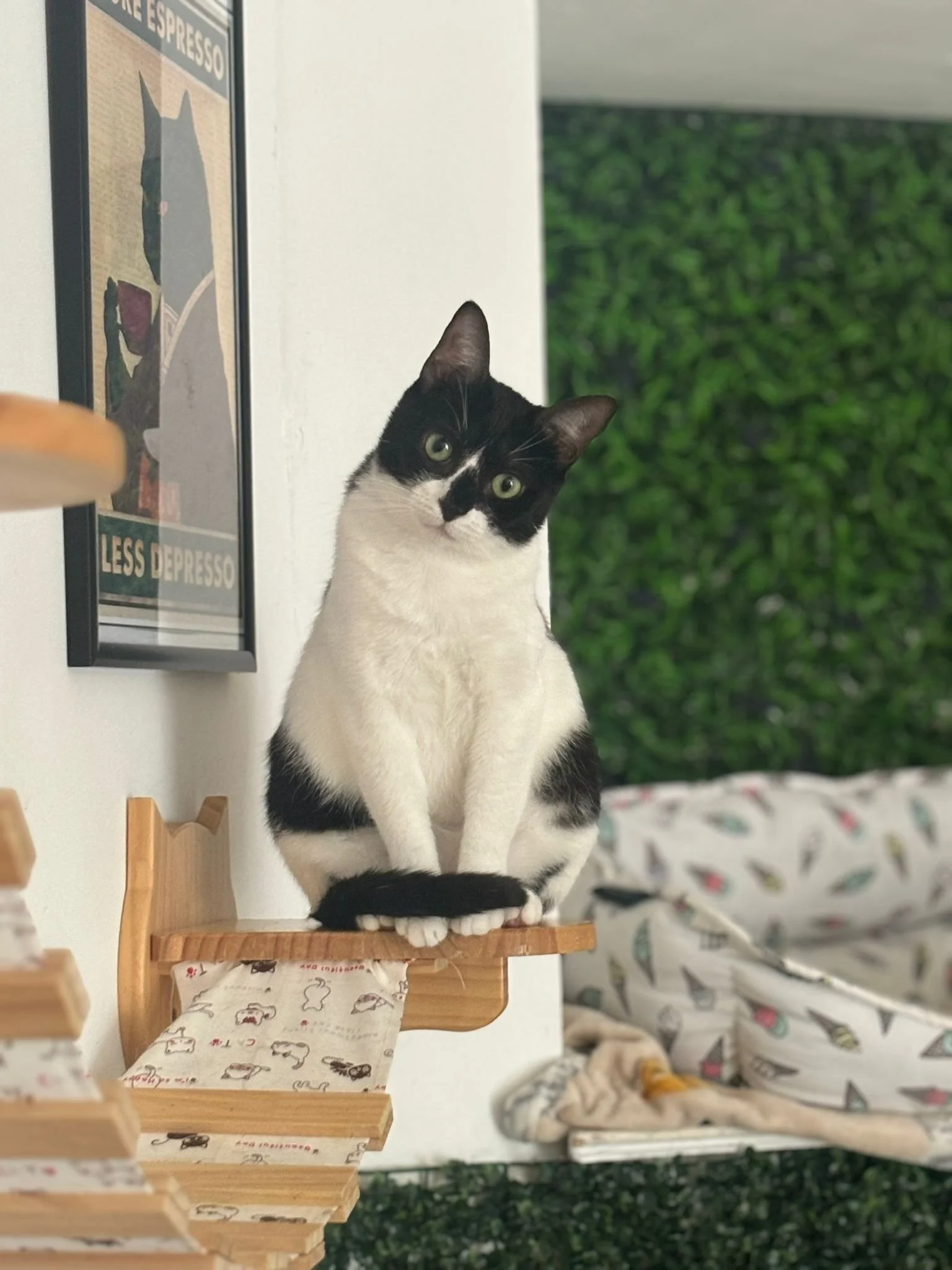 A black and white cat sitting on a wooden shelf, with a green leafy wall and a patterned blanket in the background.