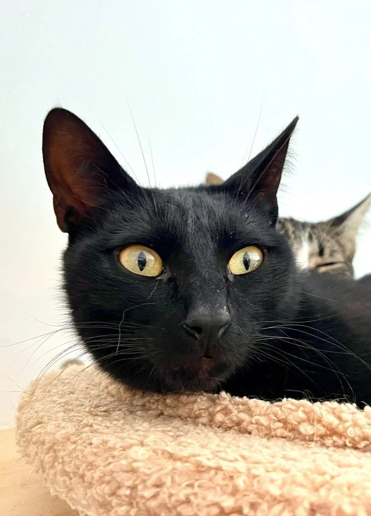 Close-up of a black cat with yellow eyes lying on a beige, textured surface with another tabby cat partially visible in the background.