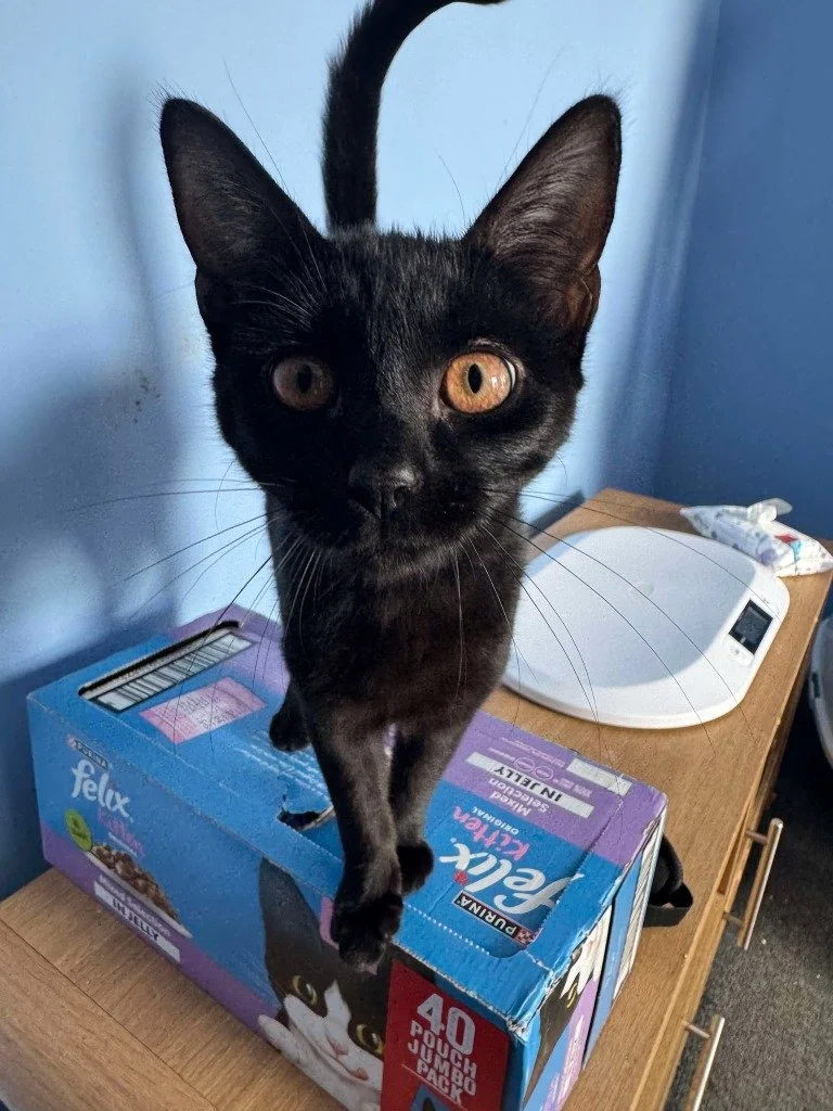 Black cat standing on a box of Felix cat food on a wooden table, with a white electronic scale and a small pack of tissues nearby, against a light blue wall.