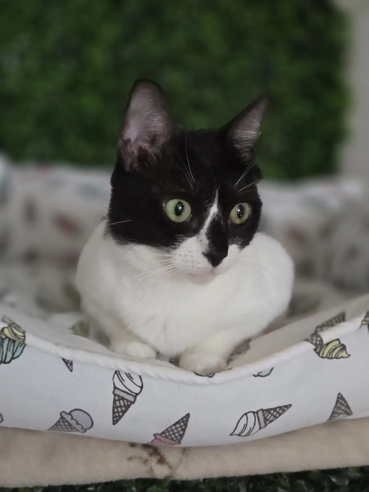 Black and white cat with green eyes sitting in an ice cream cone decorated bed with ice cream cone pattern, with a blurred green background.