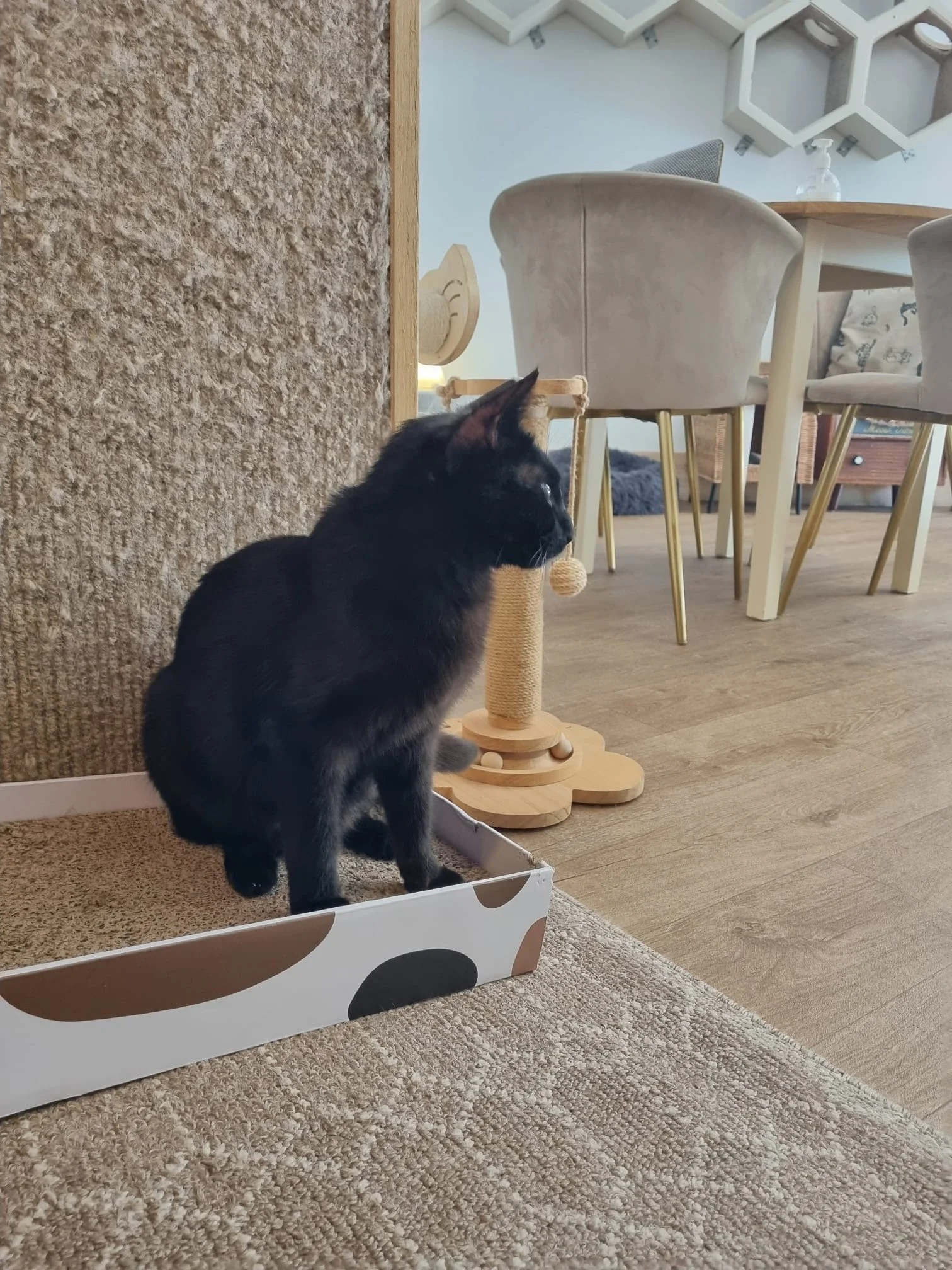 Black kitten sitting inside a white and brown animal-shaped cardboard box on a beige carpet, next to a beige scratching post with a wooden base, in a room with wood flooring and white walls, with dining table and chairs in the background.