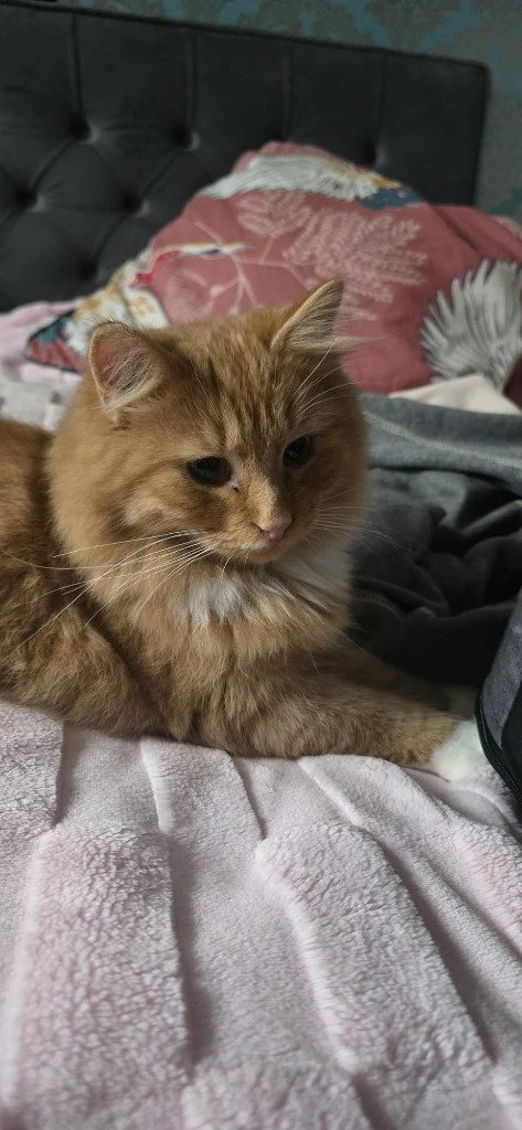 Wotsit, January 2026