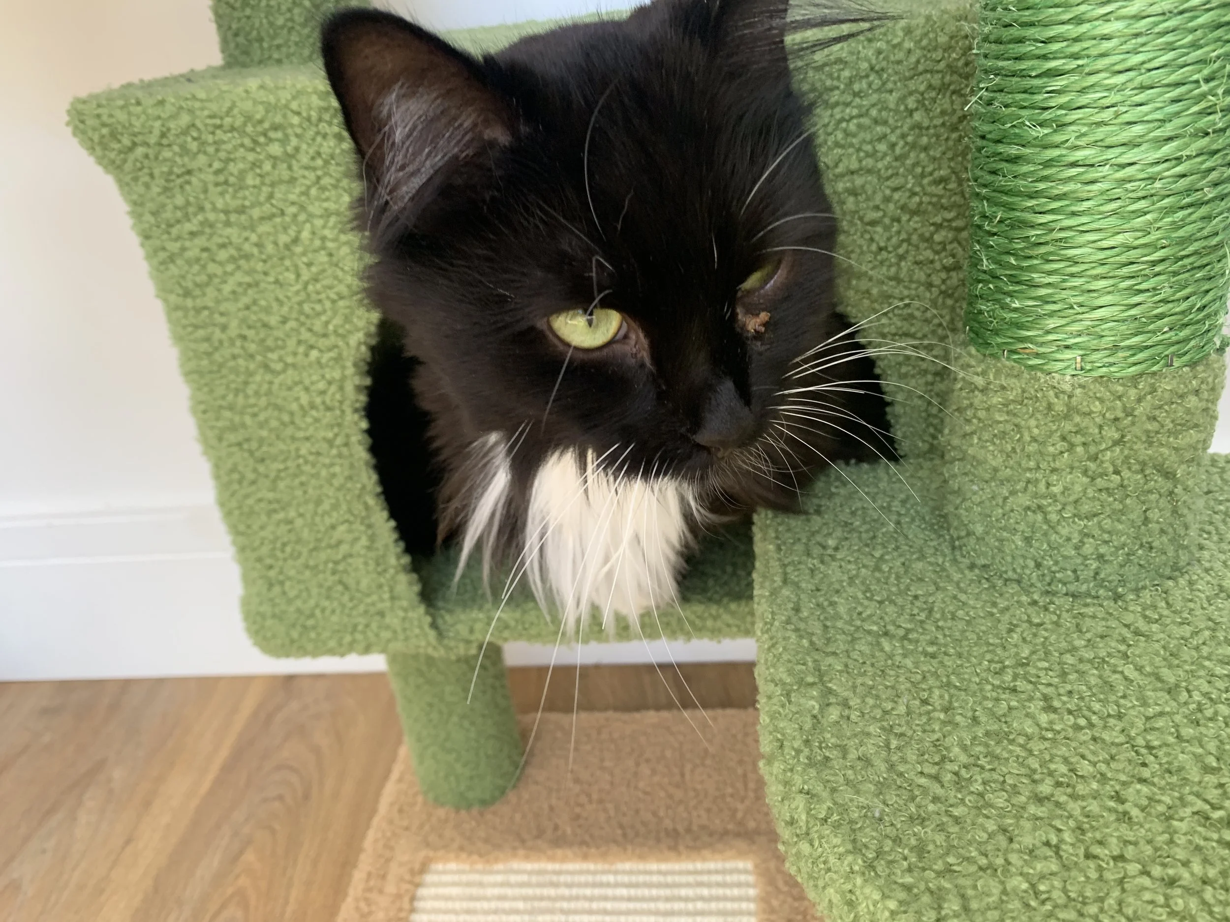 Black and white tuxedo cat with green eyes resting on a green carpeted cat tree