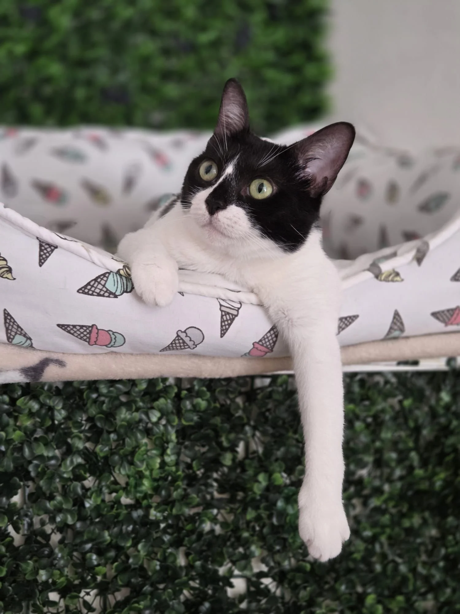 Black and white cat lying in a patterned bed with ice cream cone designs, with one paw hanging over the edge, in front of a green leafy background.