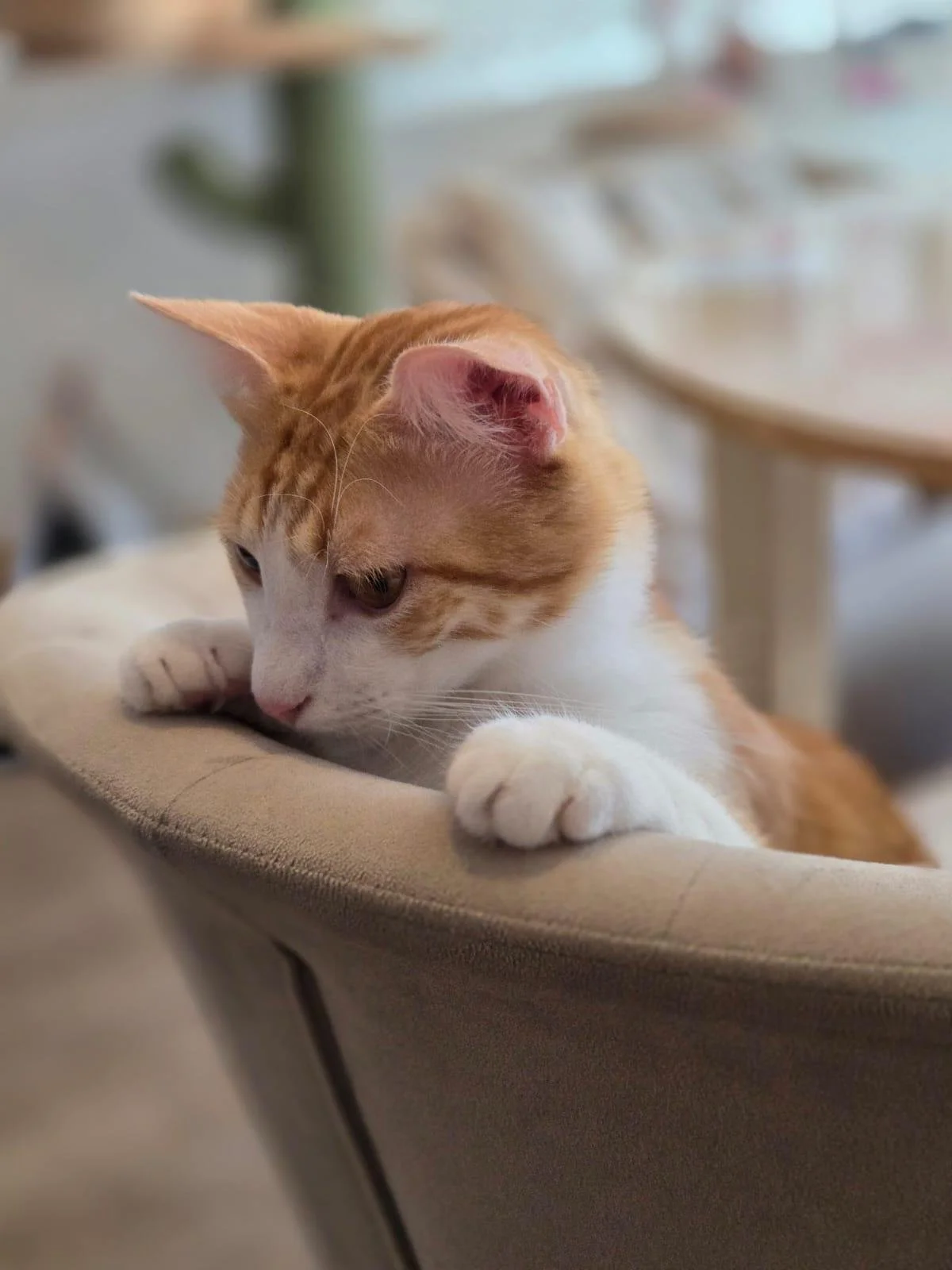 WhatsApp Image 2025-07-19 at 16.48.42 (1).jpeg