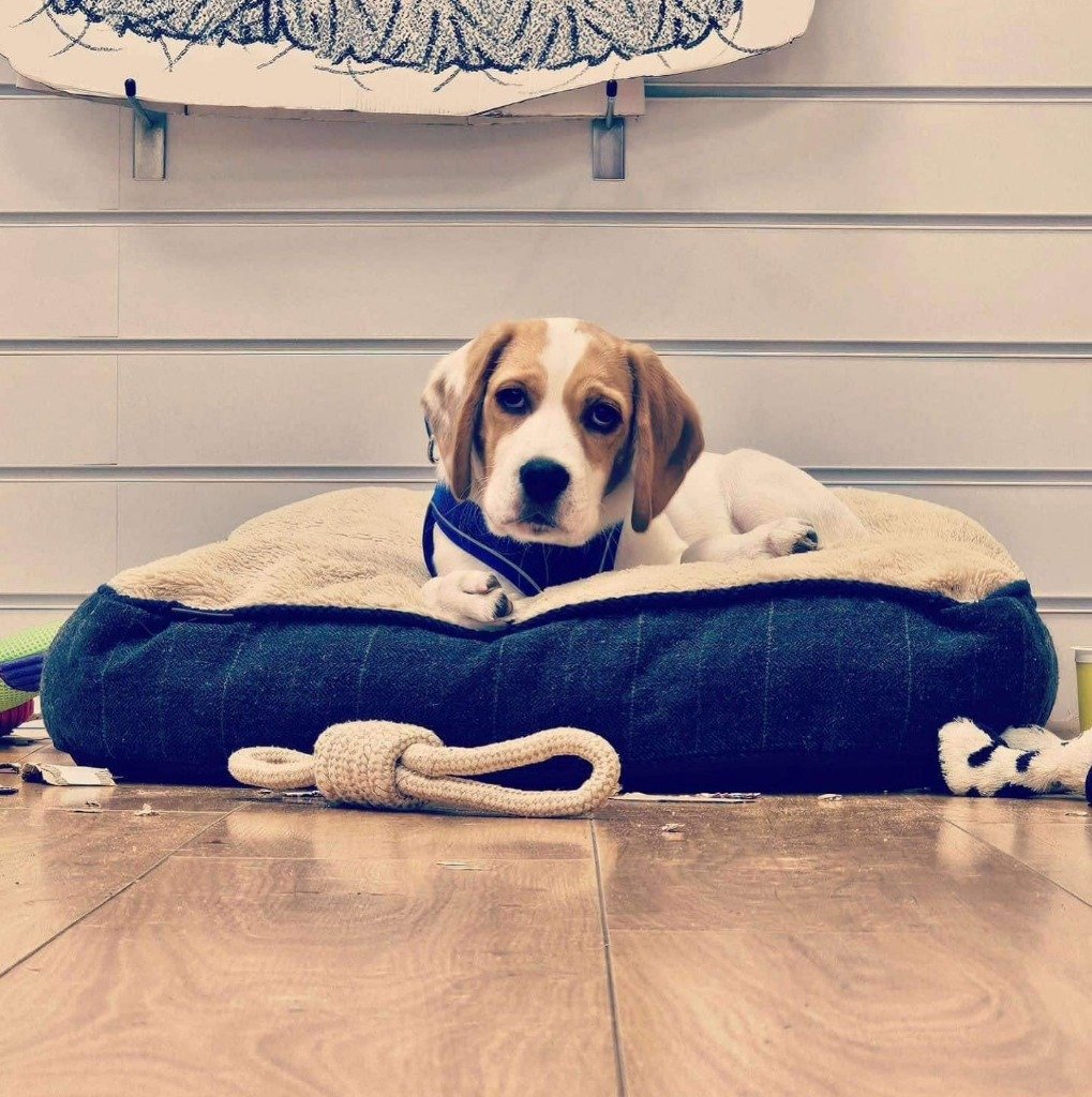Duke, December 2024