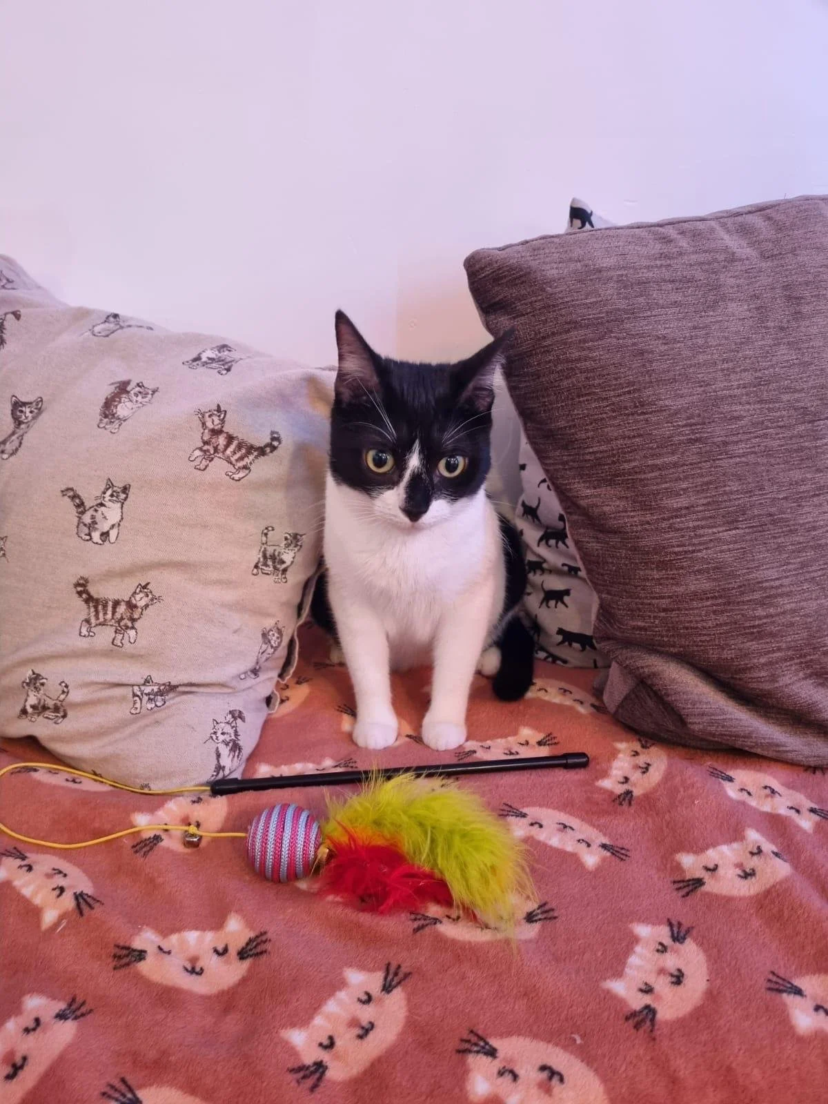 A black and white cat sitting between two pillows on a bed with a pink cat-themed blanket. There are cat toys on the bed, including a colorful feather toy and a ball.