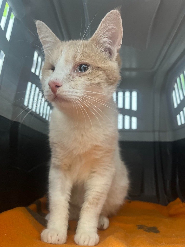 A light orange and white kitten with one eye closed sitting inside a plastic pet carrier with an orange blanket.