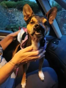 Small dog with large ears sitting on someone's lap inside a vehicle, being held gently.