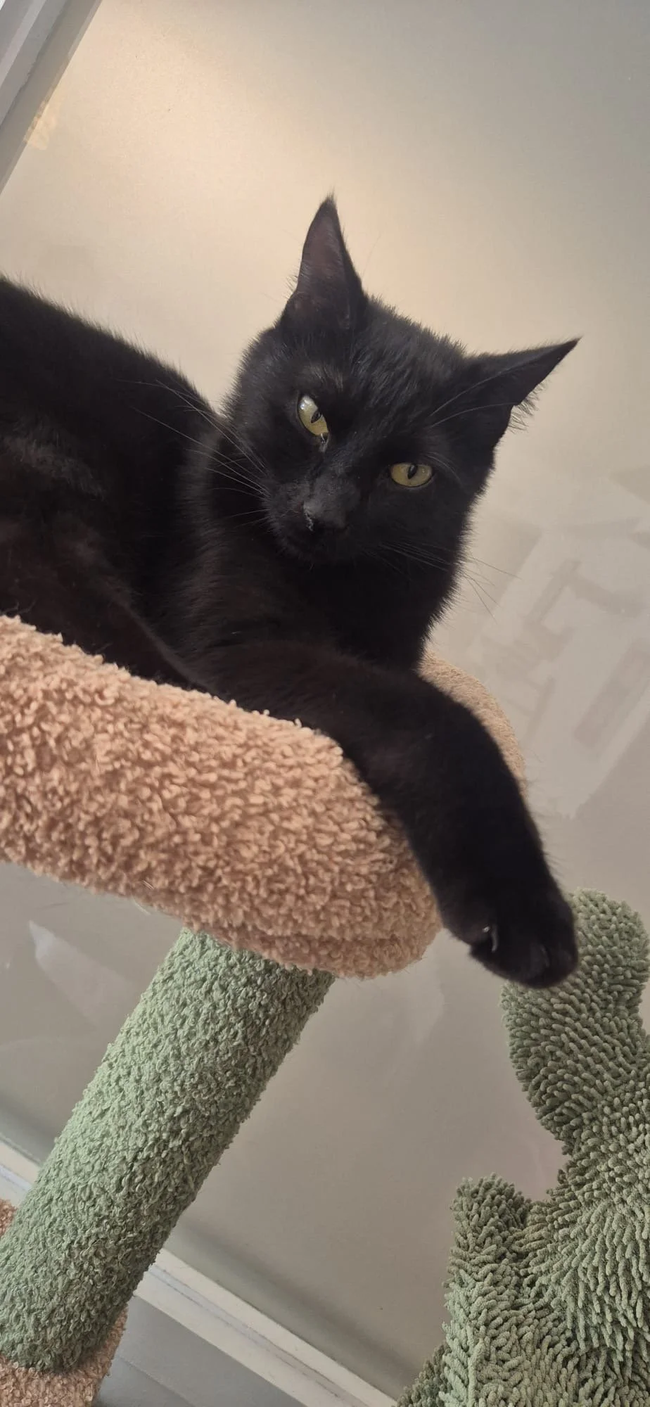 Black cat lying on a beige and green cat tree, looking at the camera with relaxed yellow eyes.