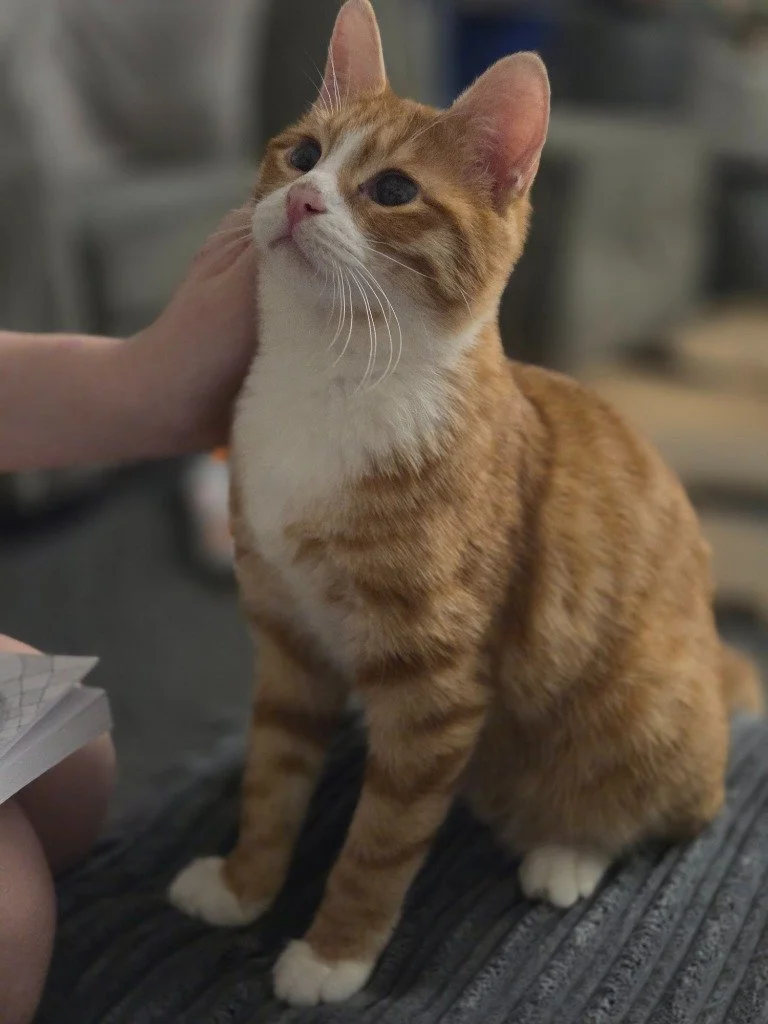 Gizmo, February 2026