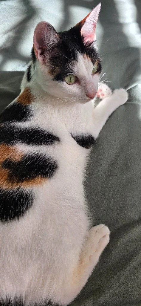 Gypsy, November 2025