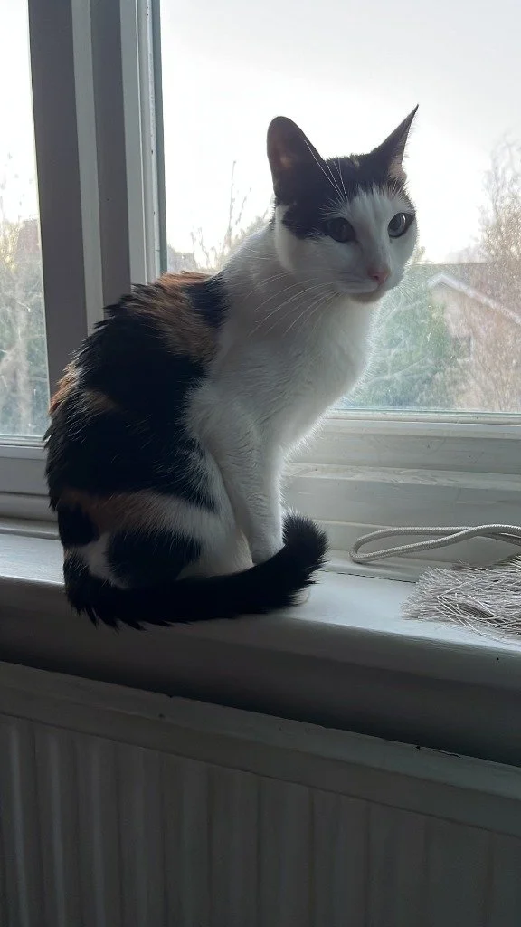 Ellie, December 2025