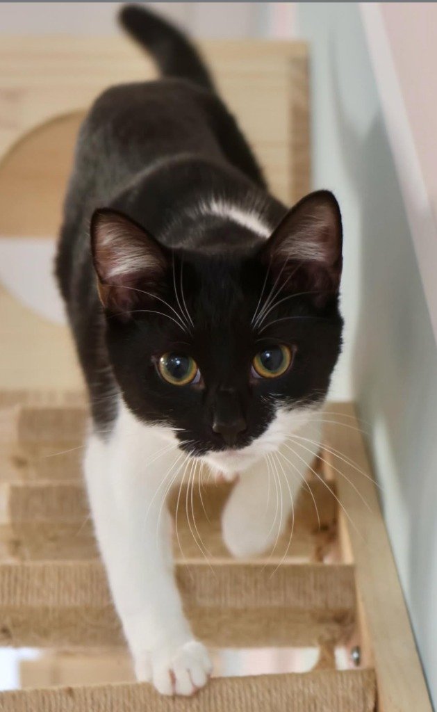 Bacardi, February 2026