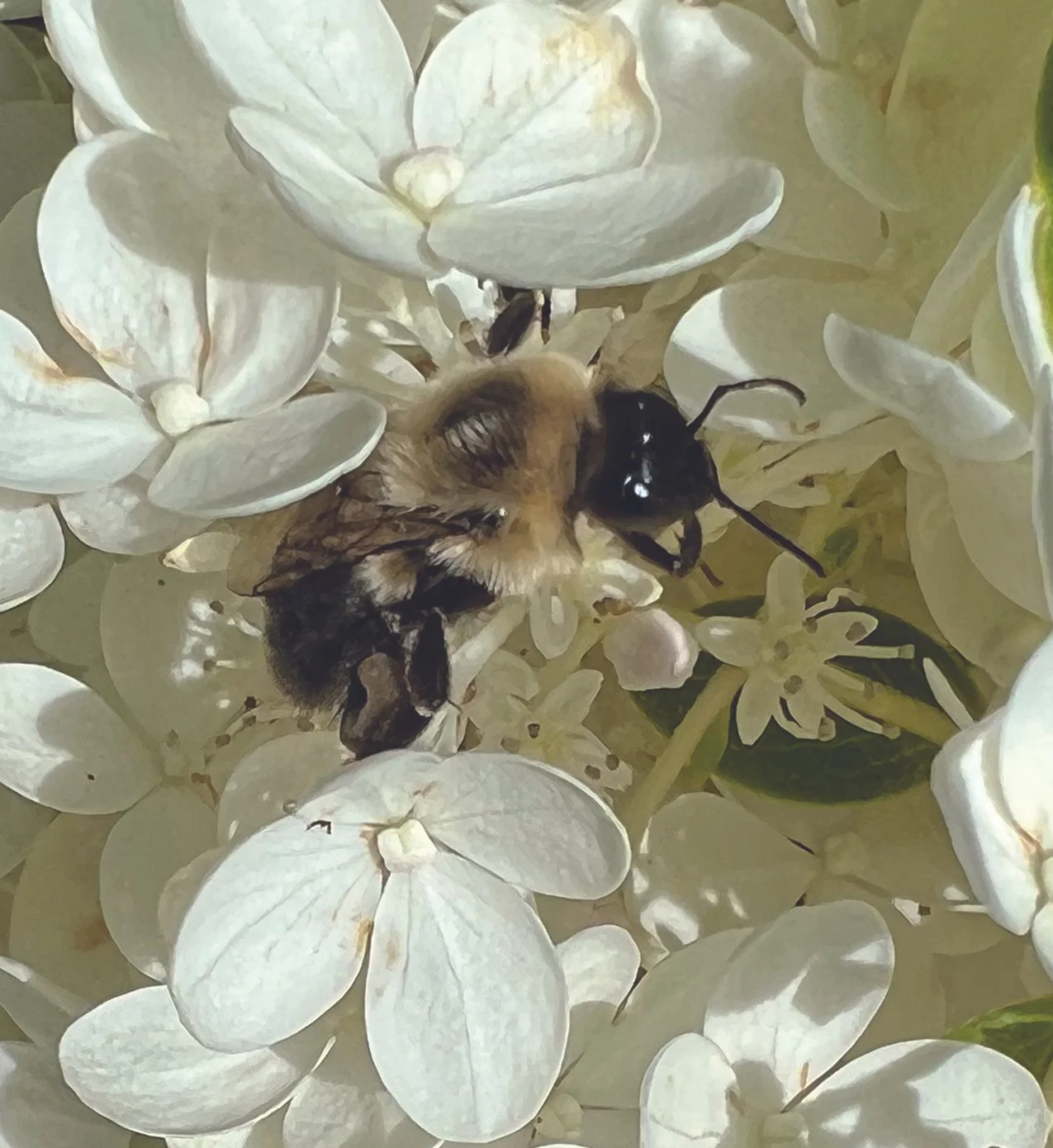 The Rural Ethicist: The Beehive