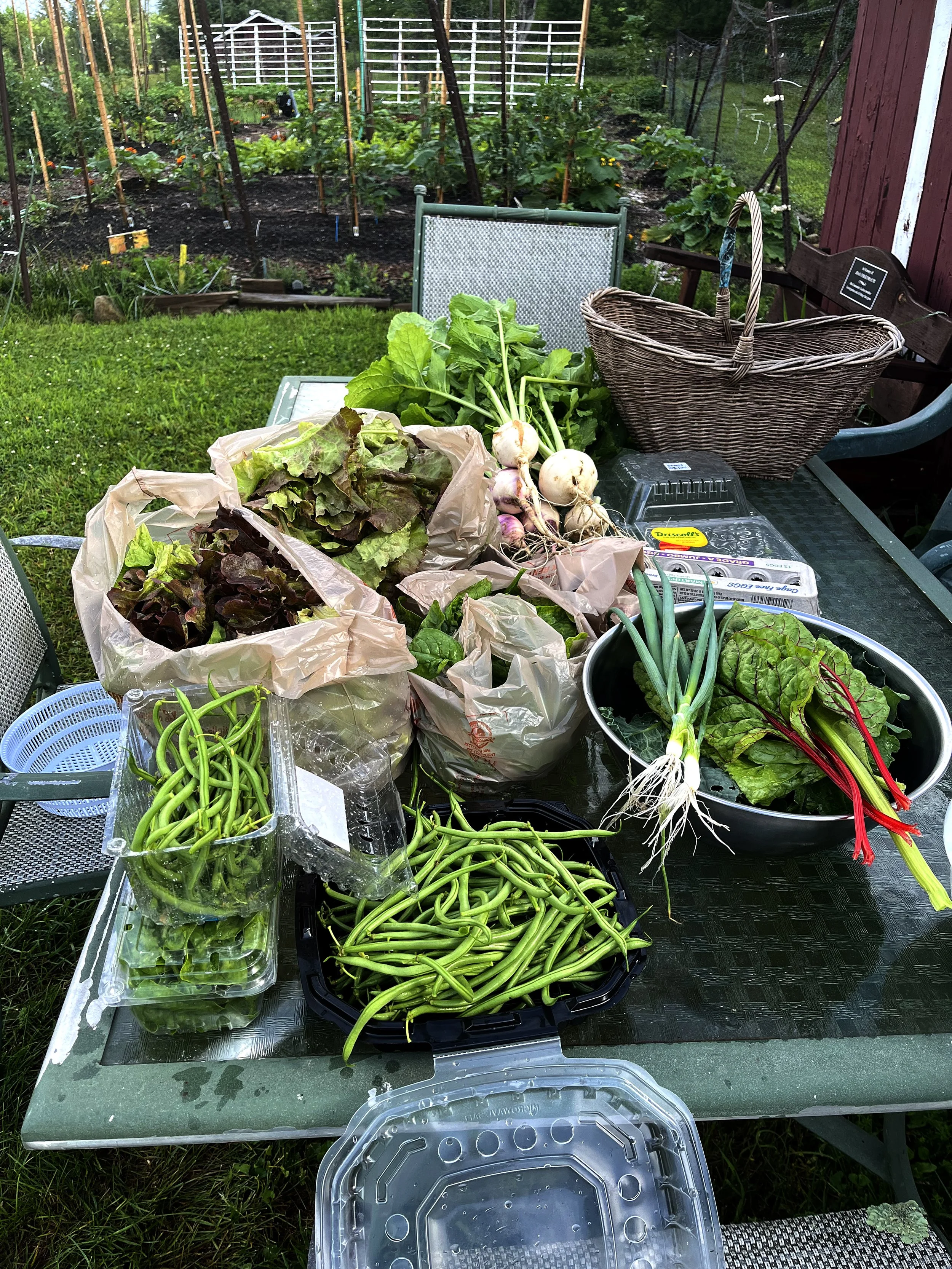 Otis Community Garden: August Update