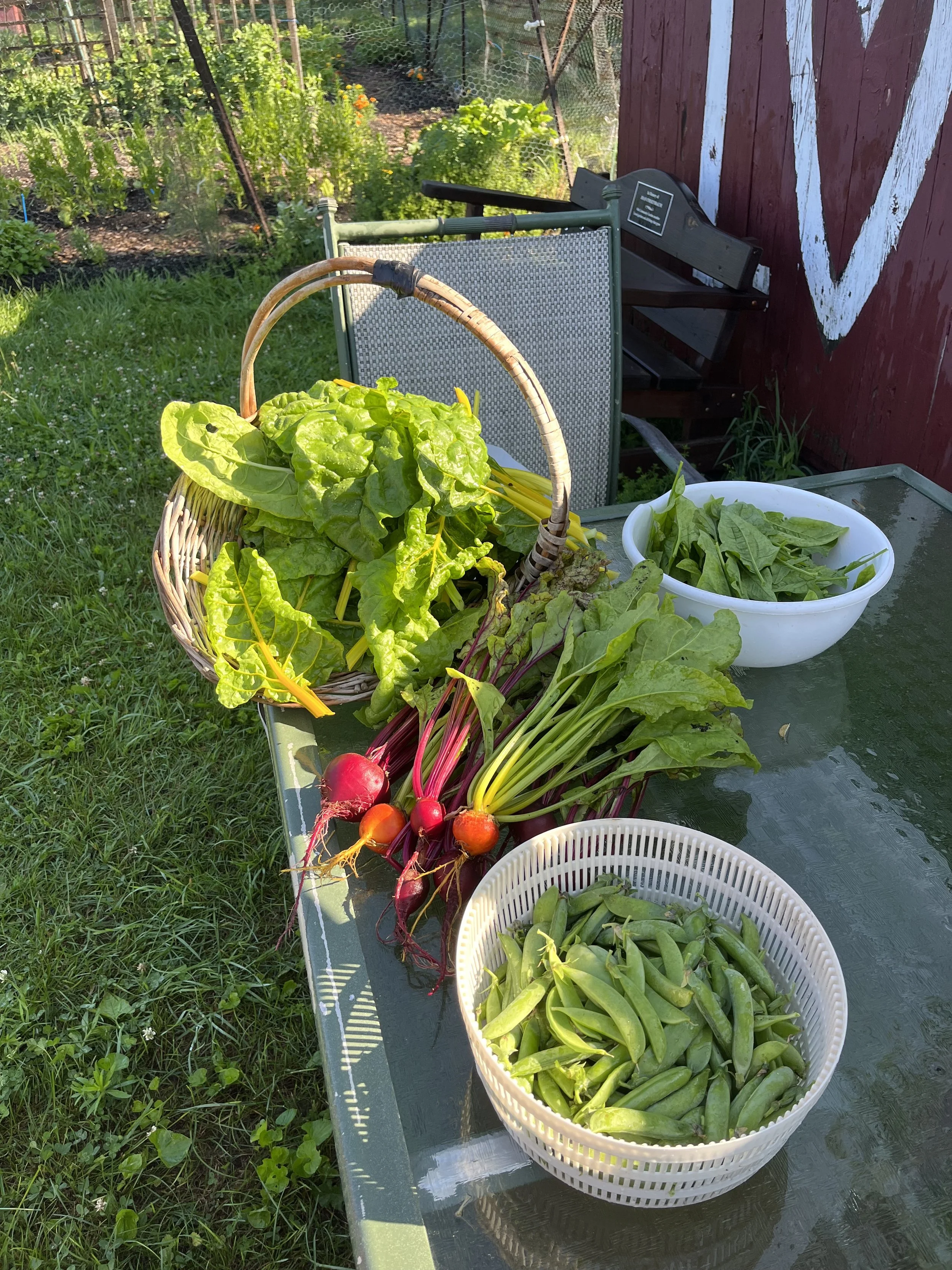 Otis Community Garden: August’s Abundant Harvest