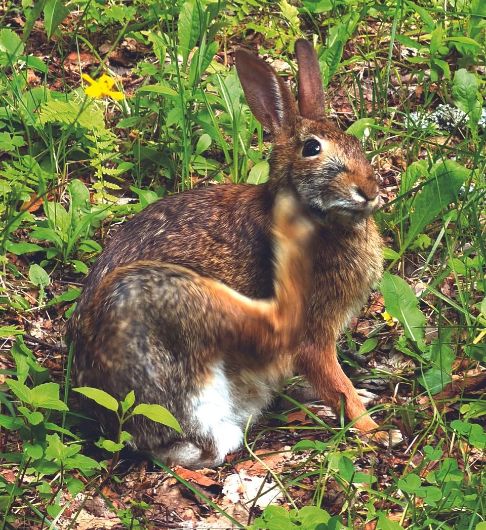 The Rural Ethicist: An Abundance of Bunnies