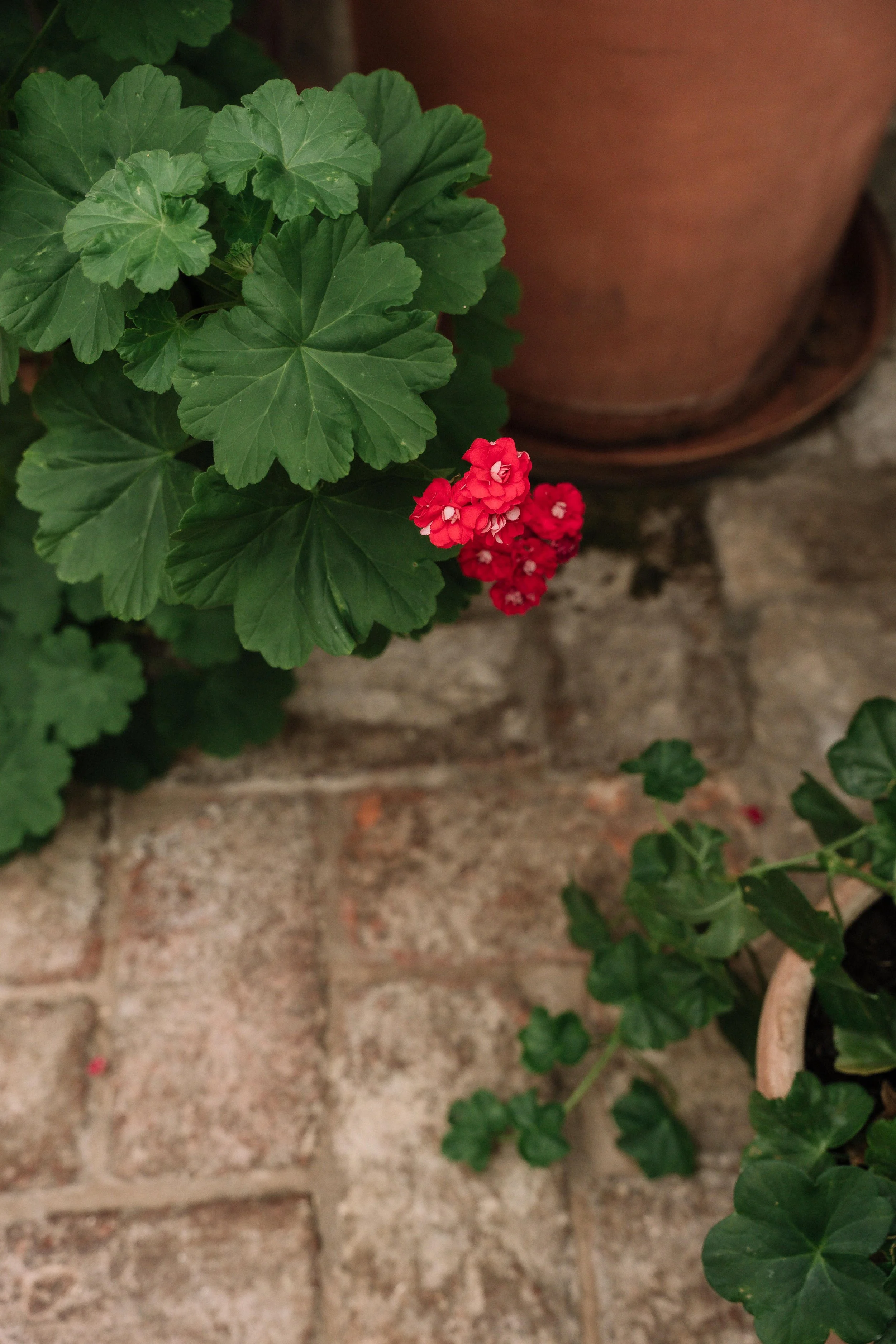 66 - laura_schmatz_die_alte_gärtnerei-00699.jpg