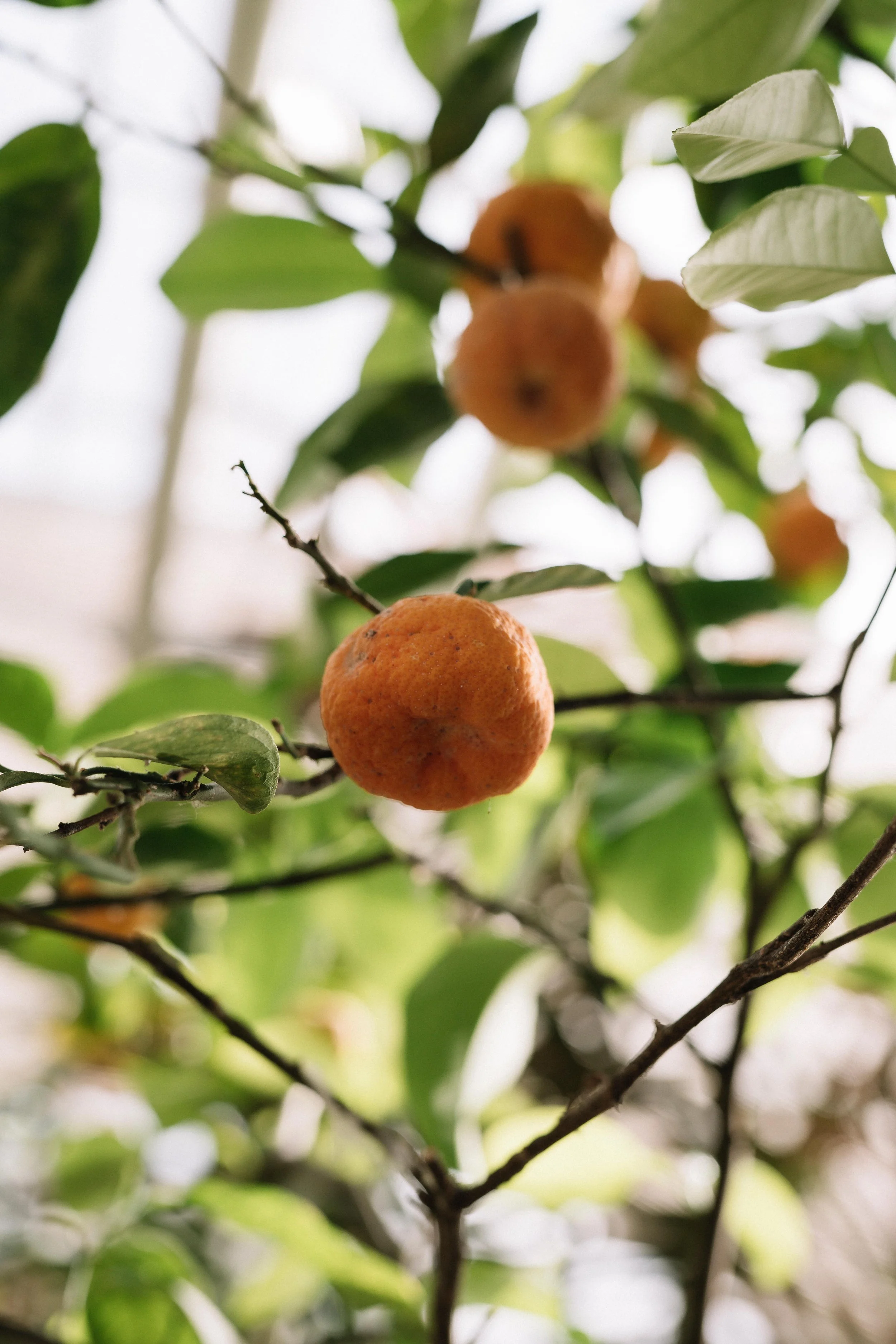 53 - laura_schmatz_die_alte_gärtnerei-1-15.jpg