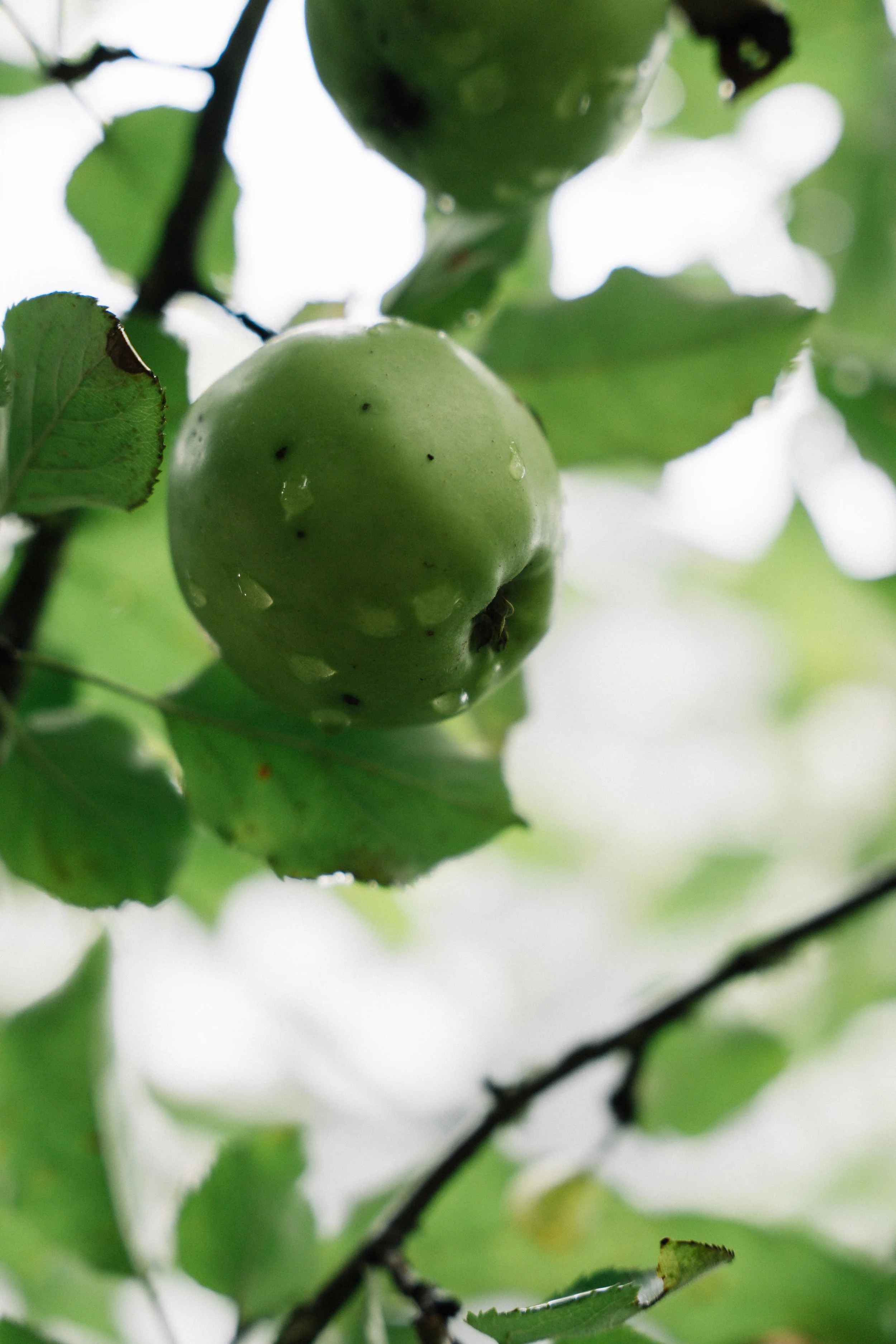 80 - laura_schmatz_die_alte_gärtnerei-00877.jpg