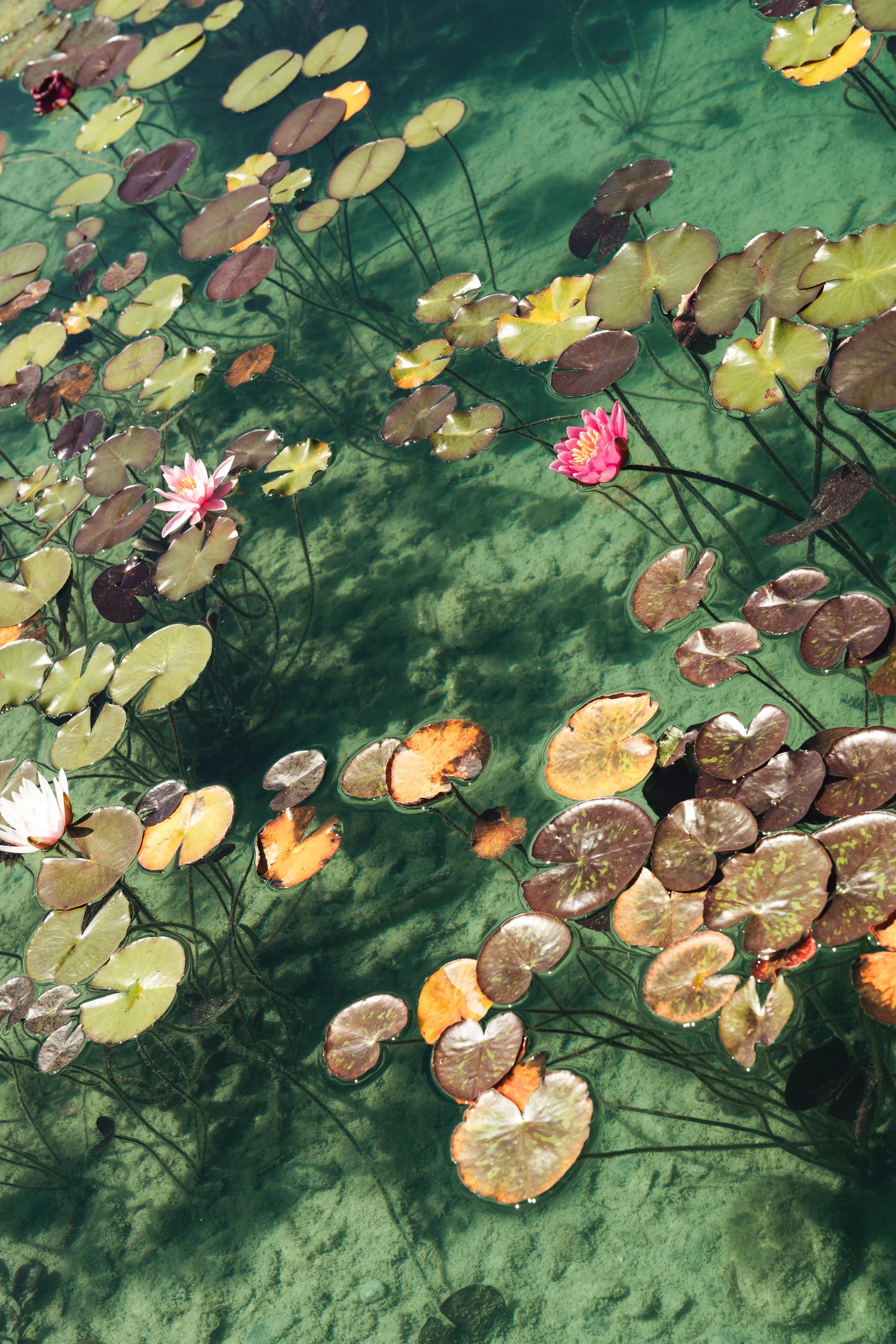 2 - laura_schmatz_a+p-02239.jpg