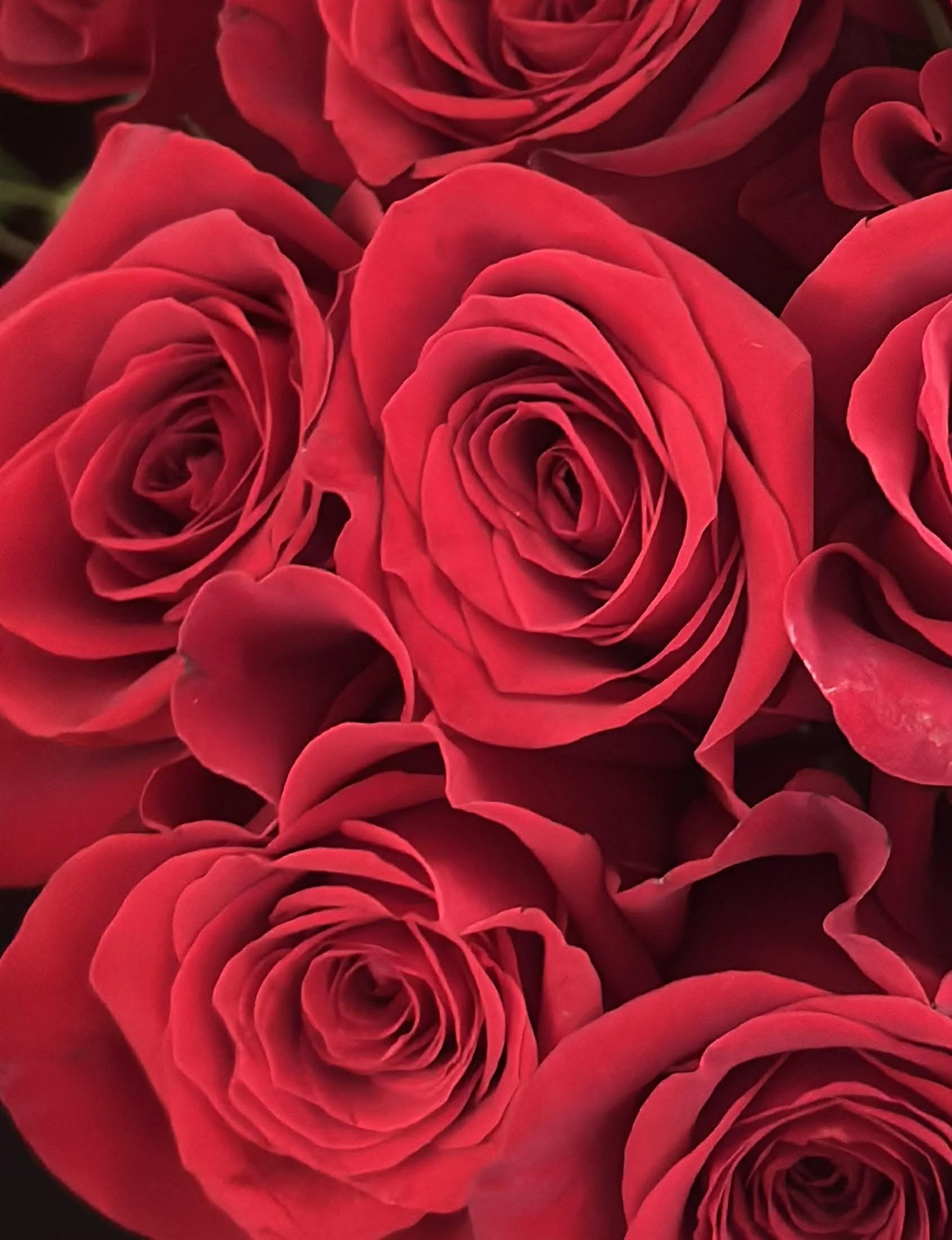 LOVE BIRD Arrangement