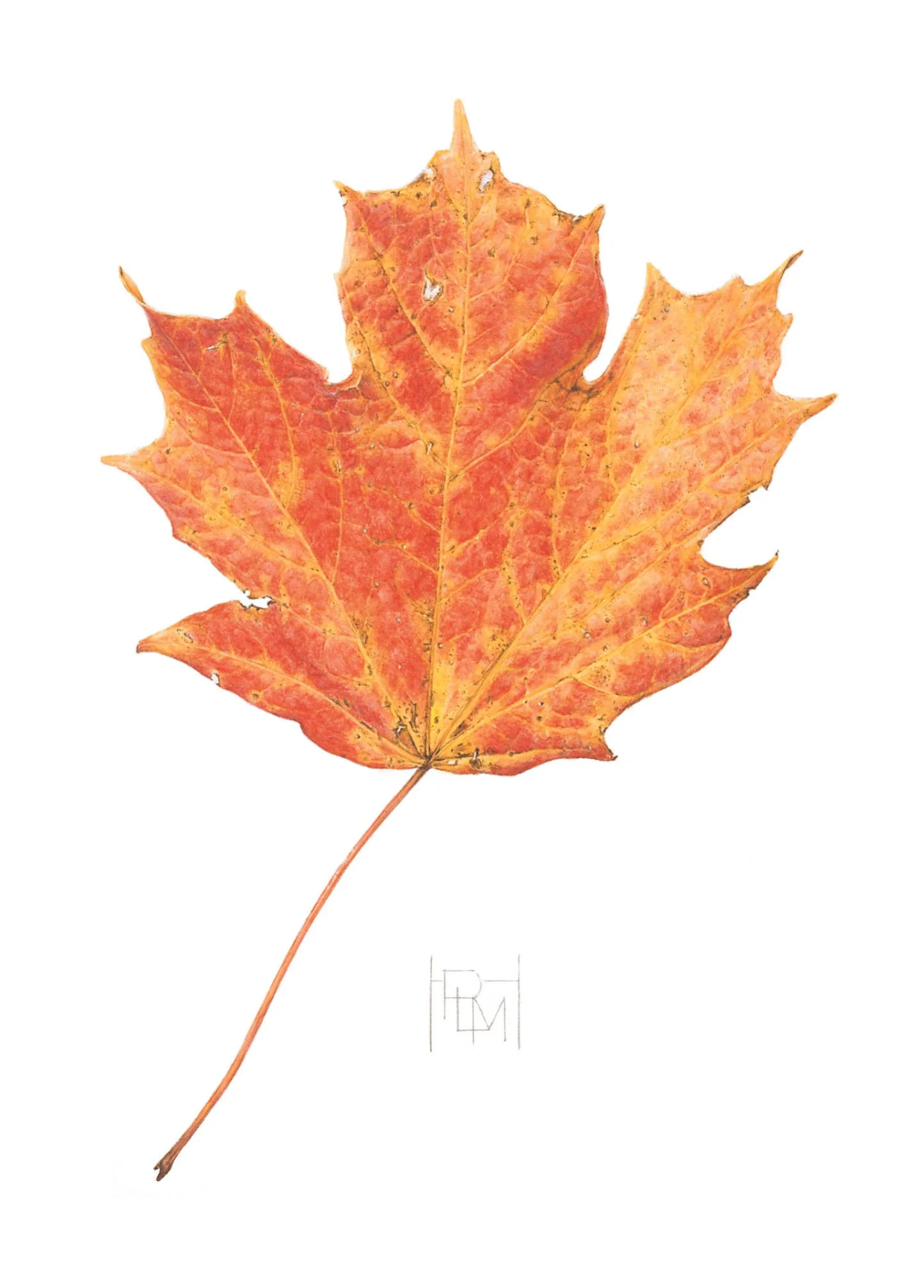 HobbsPatrice_Acer.JPG