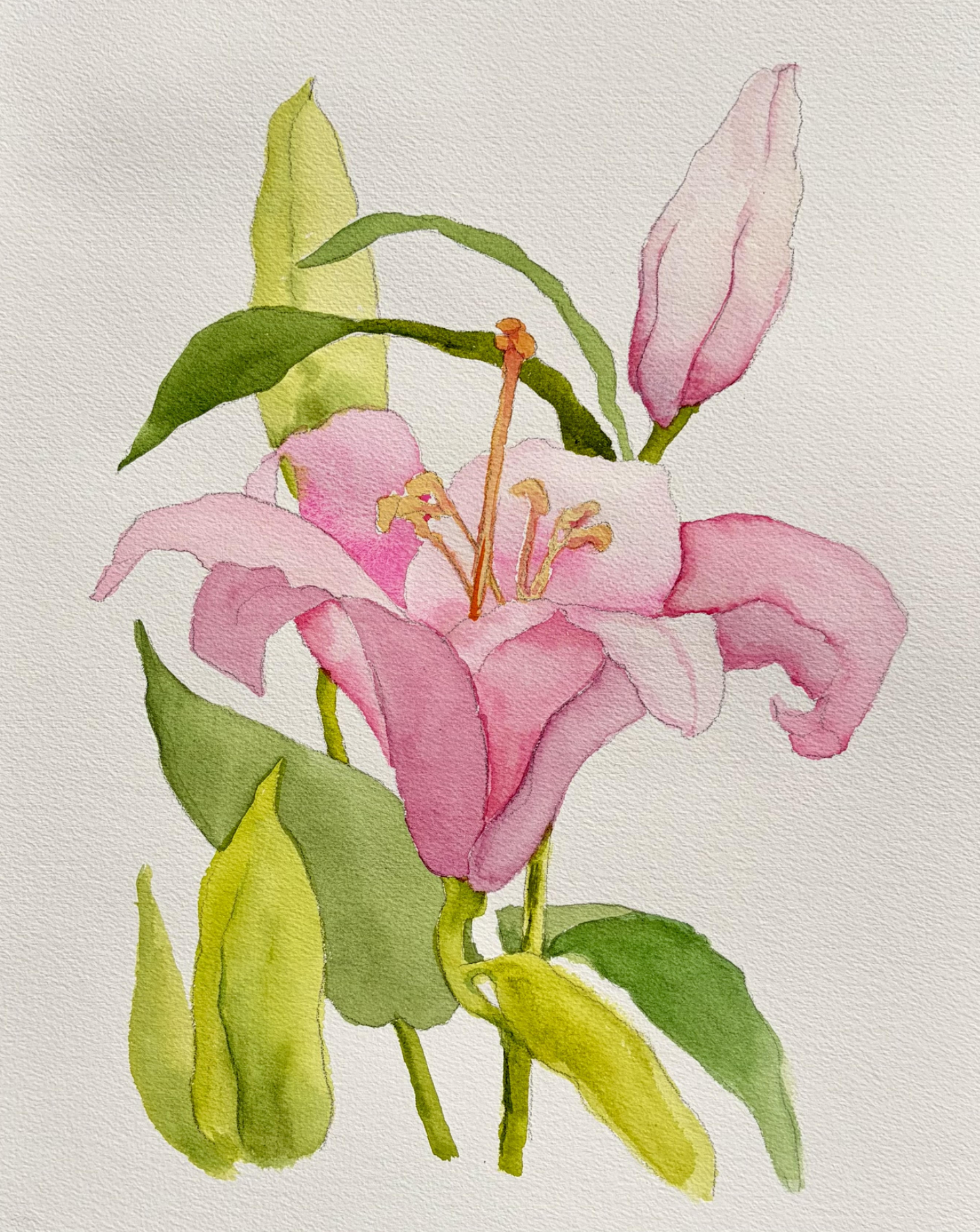 Watercolor Workshop: Pink Lily