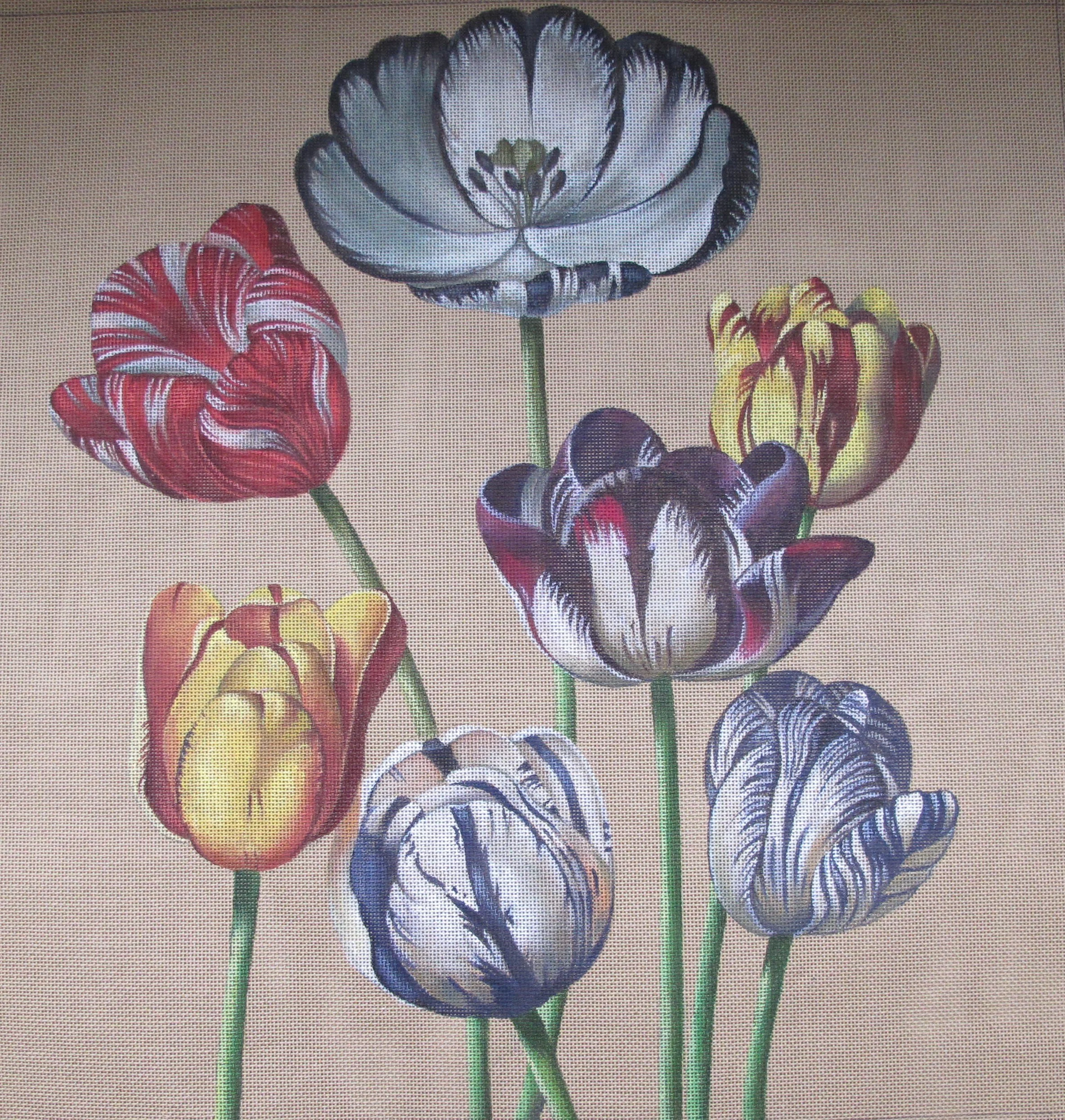 Tulips Thronton (45x45cm)