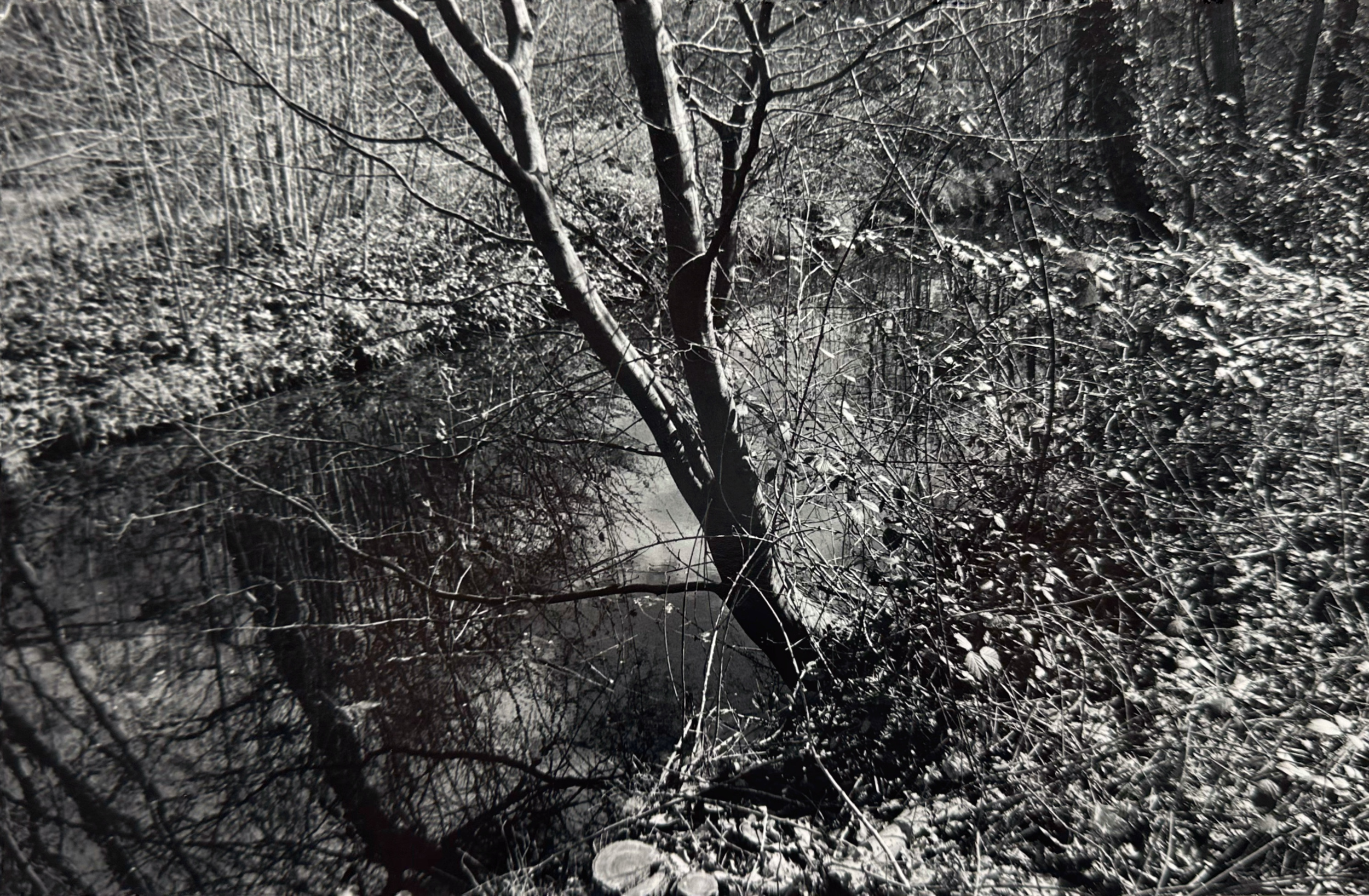 bois de vincennes tree river.png